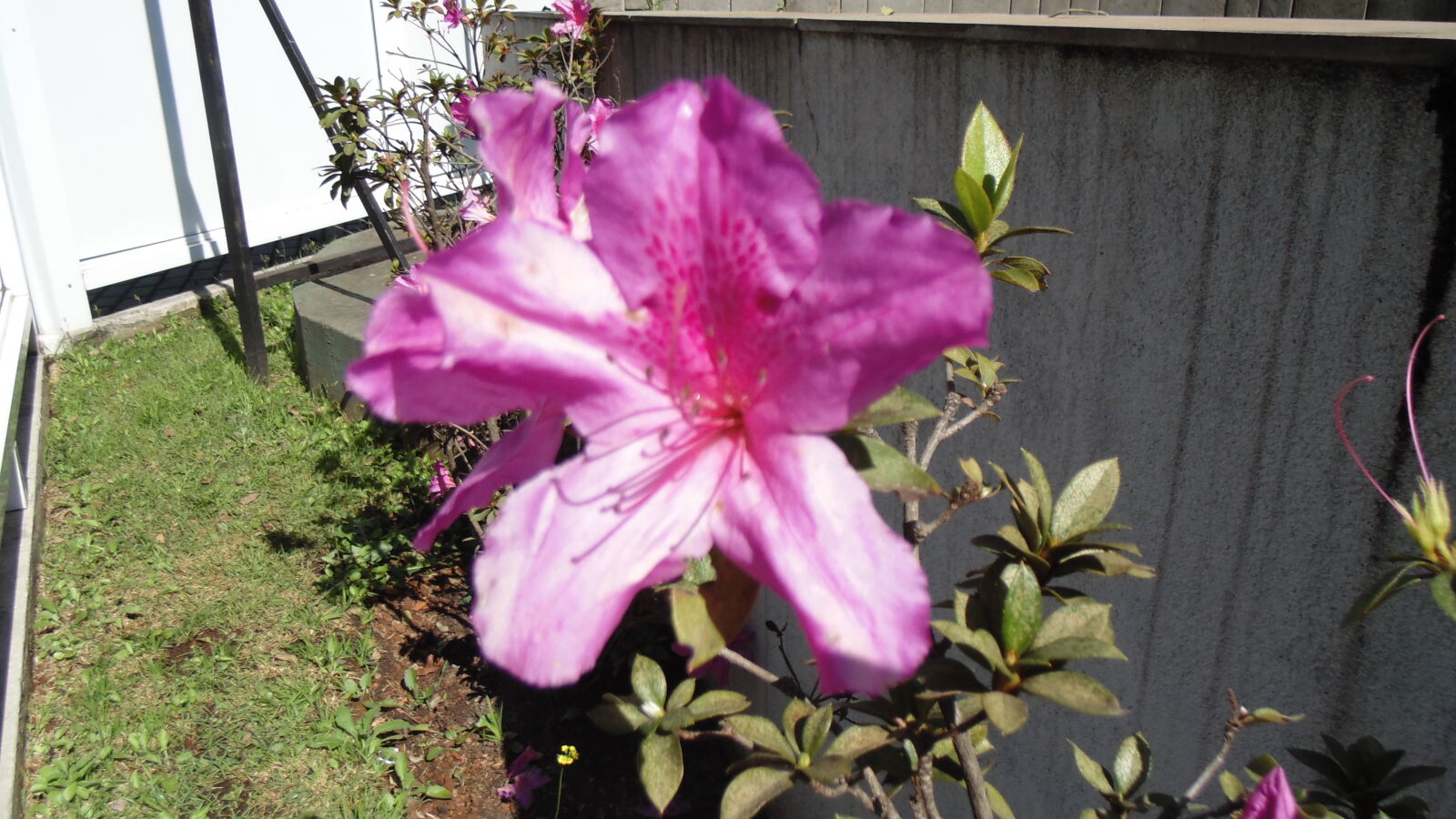 Sony DSC-H100 sample photo