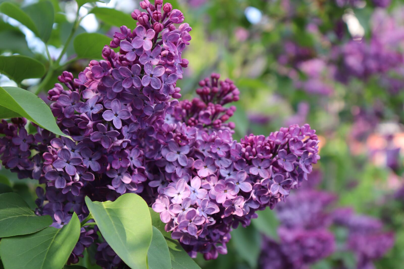 Canon EOS 200D (EOS Rebel SL2 / EOS Kiss X9) sample photo. Lilac, violet, purple photography