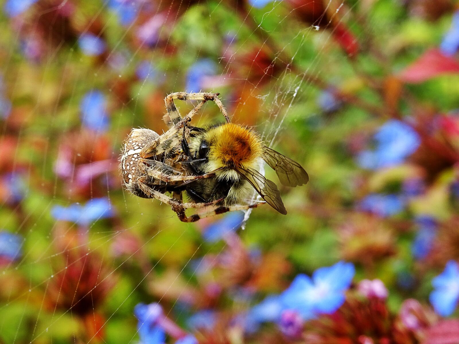Sony DSC-HX60 sample photo. Bee, blur, close, up photography