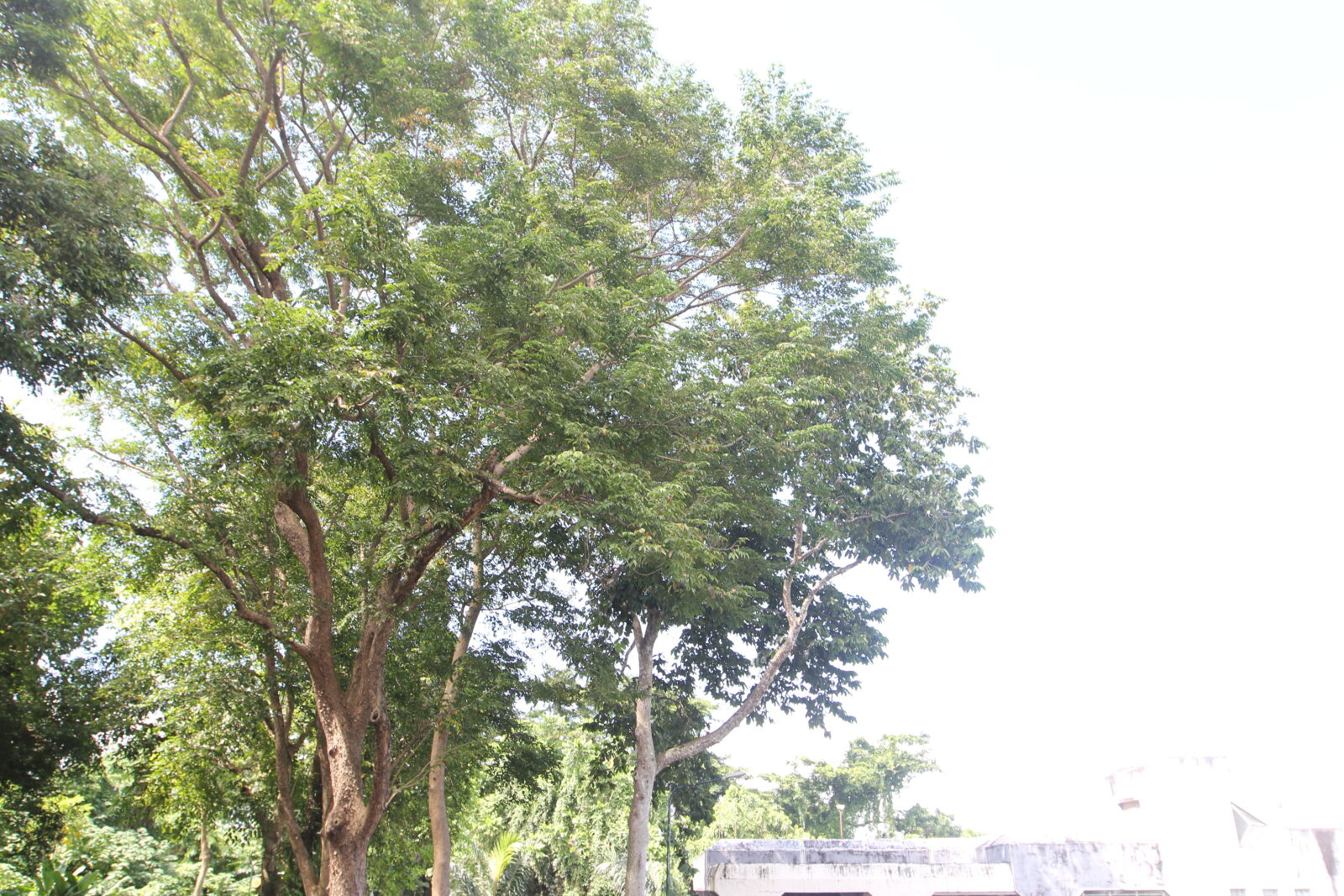 Canon EOS 60D sample photo. Tree photography