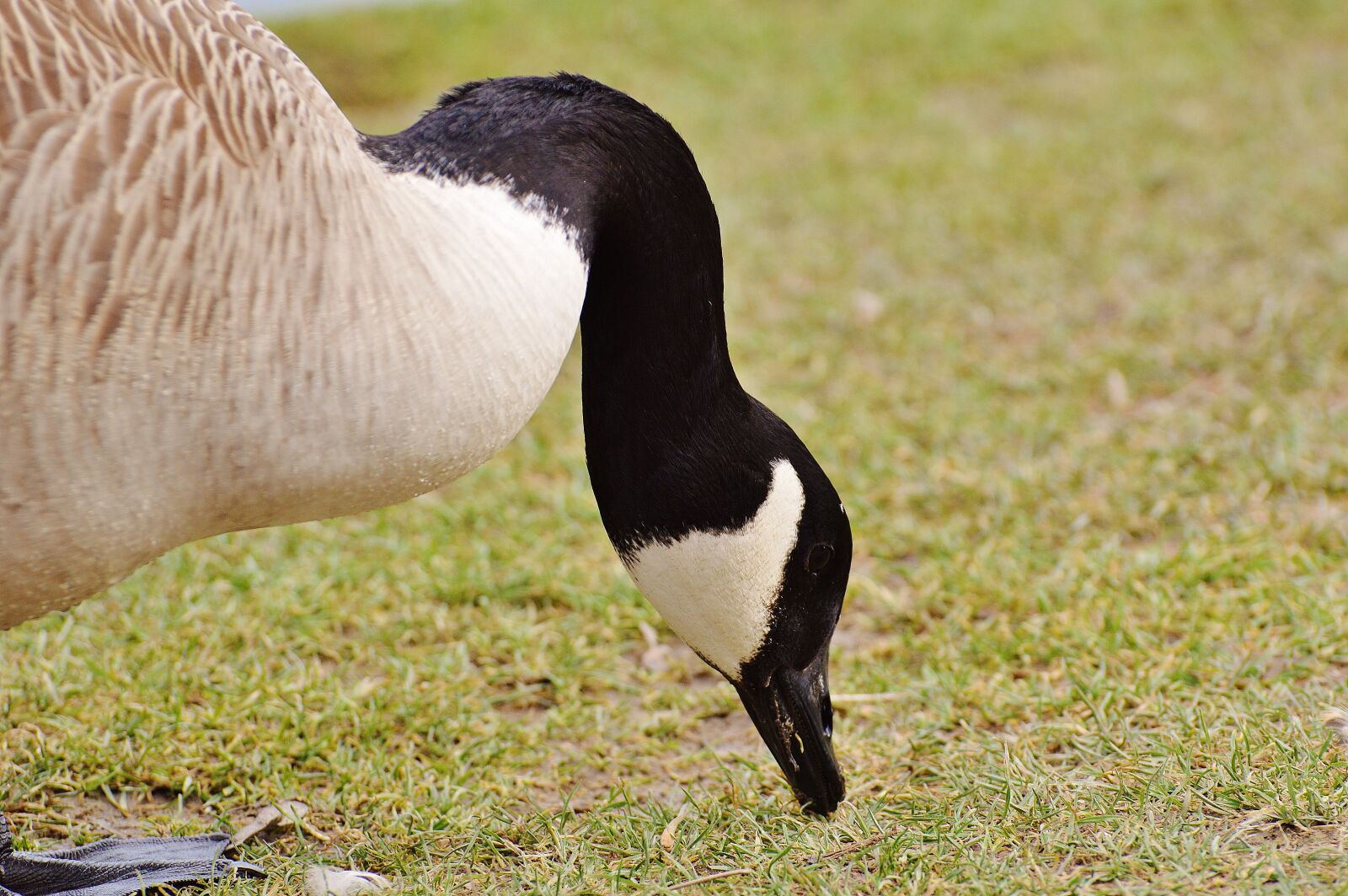 Nikon D3200 sample photo. Goose, poultry, animal photography