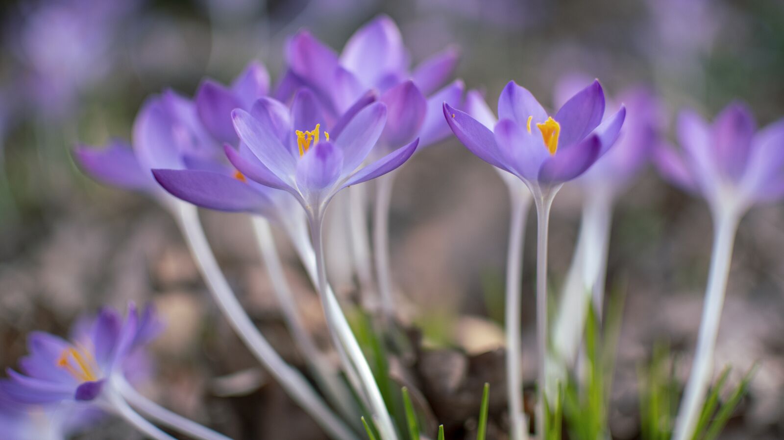 Nikon D500 sample photo. Crocuses, crocus, spring photography
