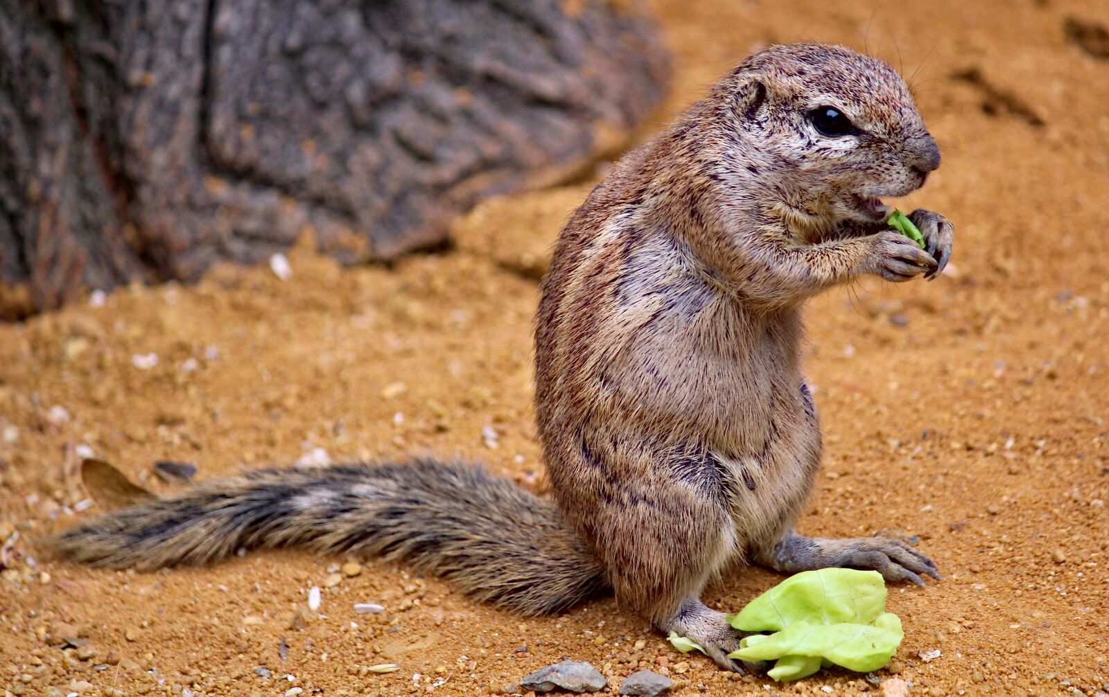 Canon EOS 550D (EOS Rebel T2i / EOS Kiss X4) sample photo. The squirrel, called cape photography