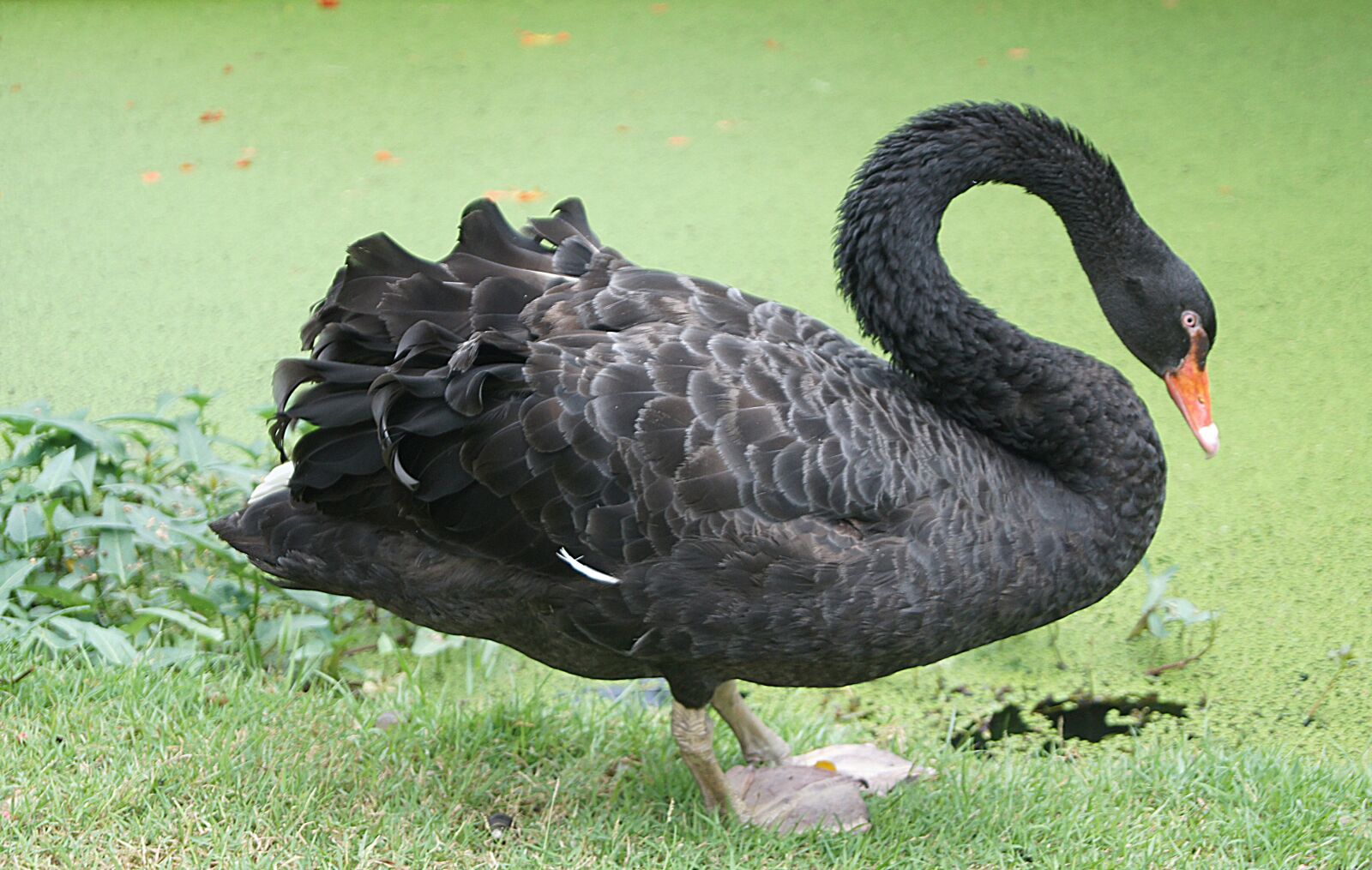 Sony Alpha DSLR-A550 sample photo. Black swan, cygnus, new photography