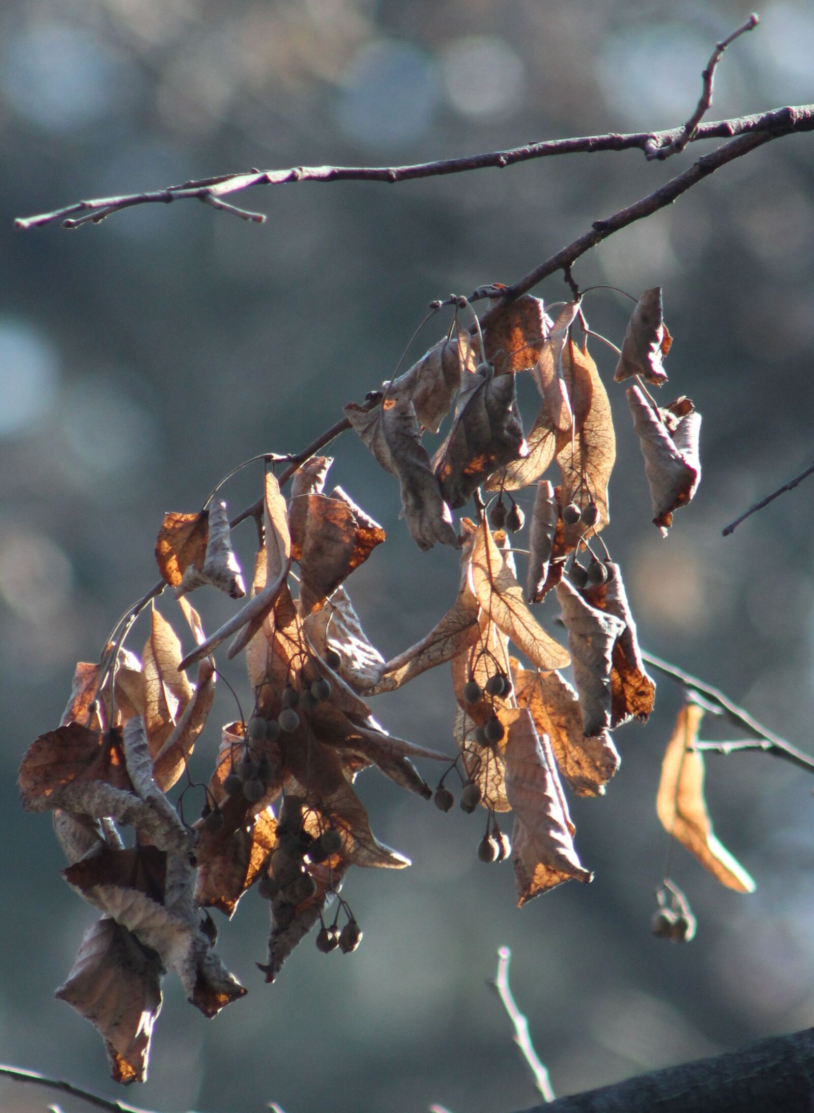 Canon EF 75-300mm f/4-5.6 USM sample photo. Autumn, leaf, autumn, leaves photography