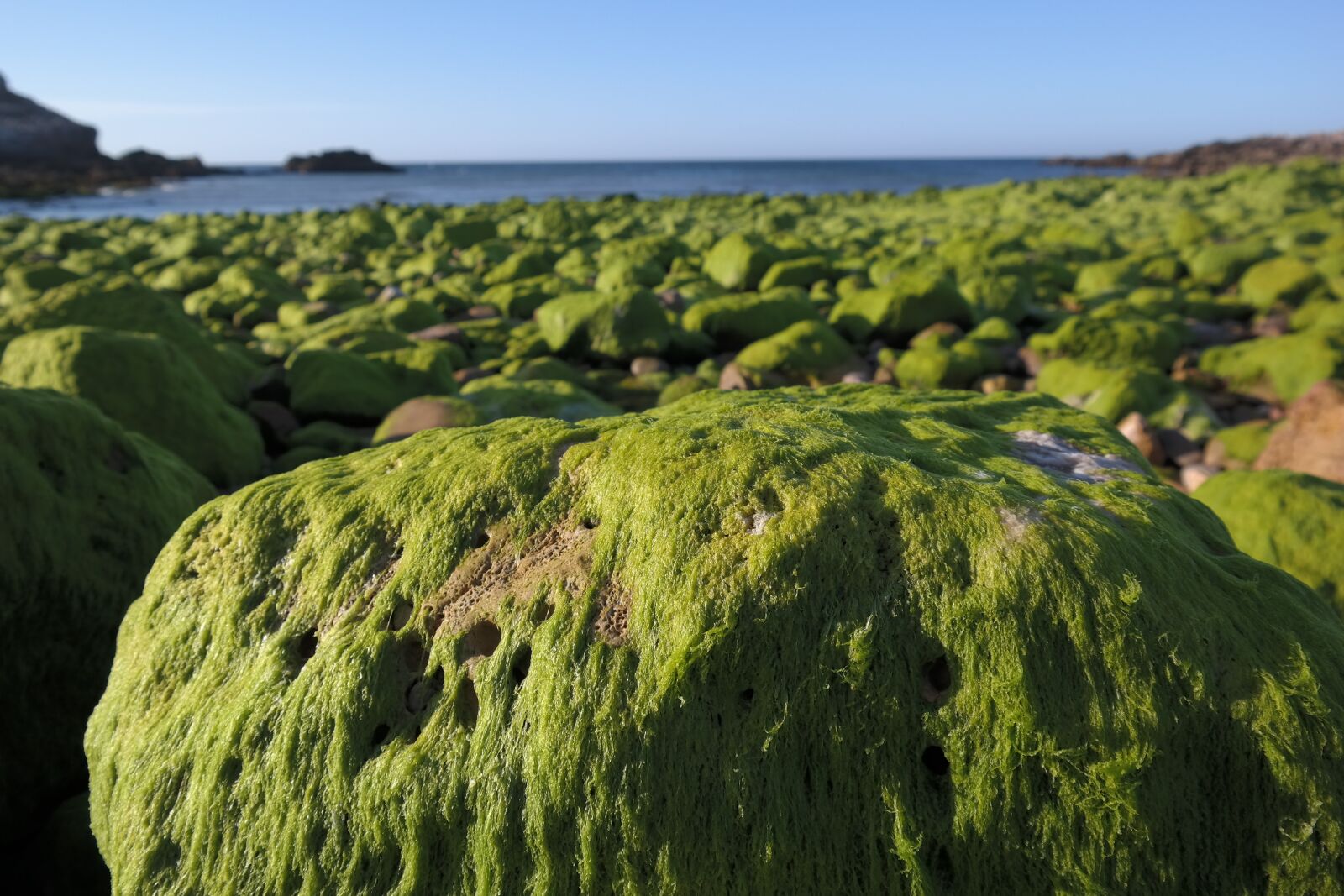 Samsung NX300 sample photo. Seaweed, stones, sea photography