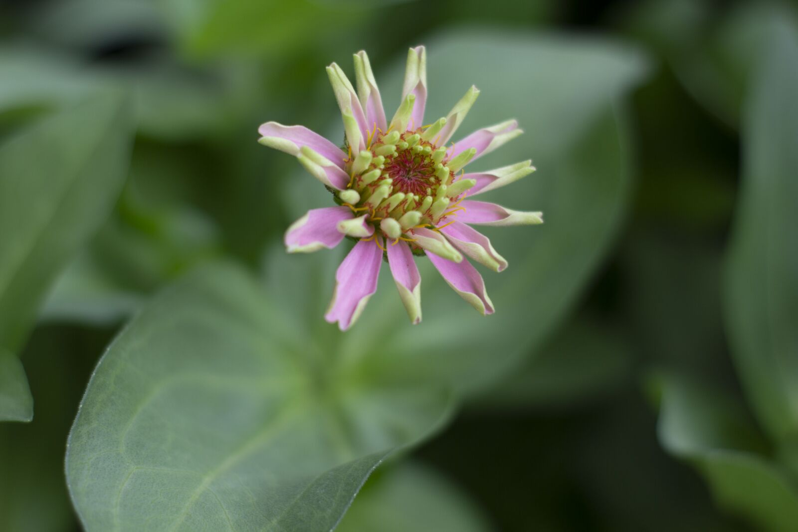 YN50mm f/1.8 II sample photo. Flower, color, plant photography