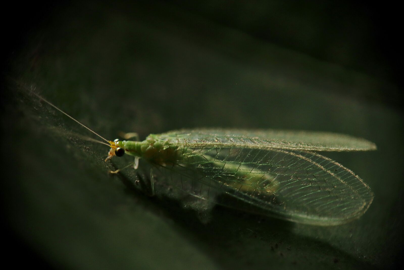 Canon EOS M50 (EOS Kiss M) sample photo. Insects, lacewing, green lacewing photography