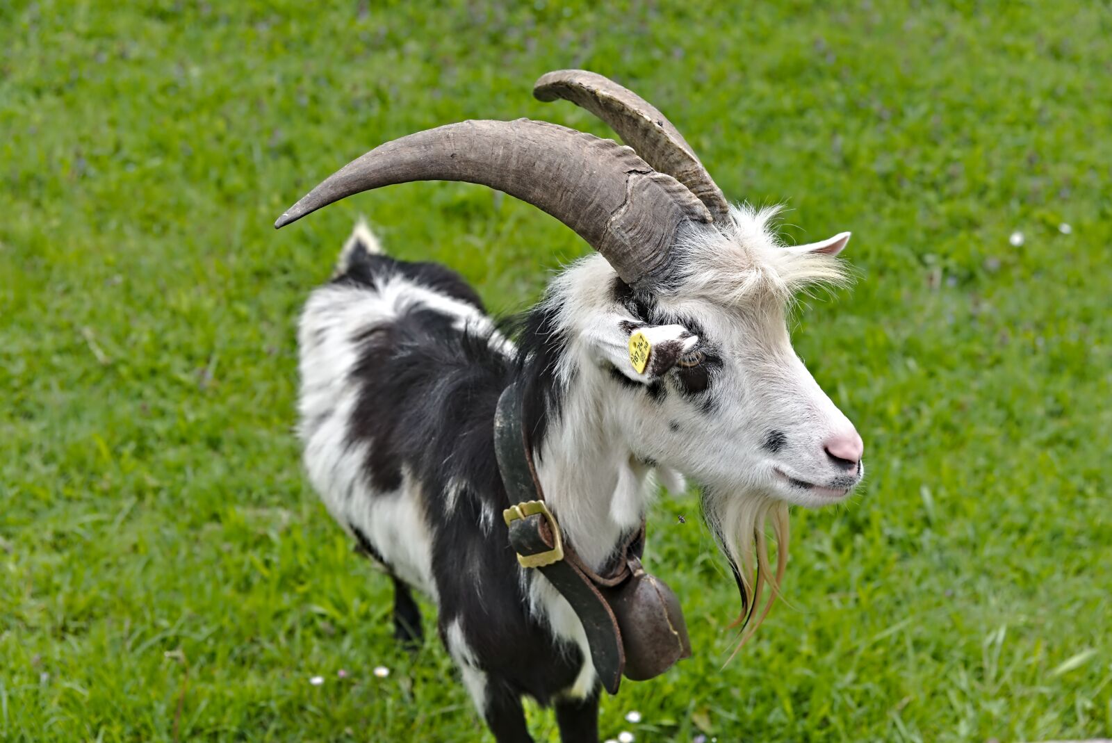 Nikon D750 sample photo. Goat, horns, meadow photography