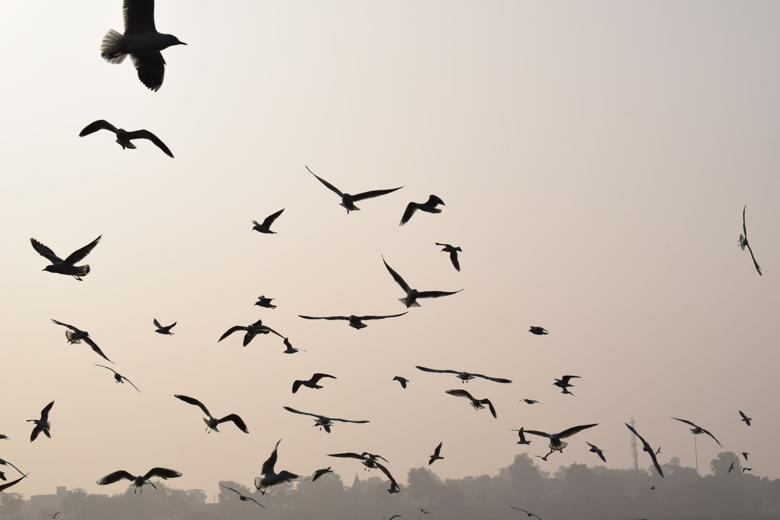 Nikon D3300 sample photo. Bird, wildlife, flight photography