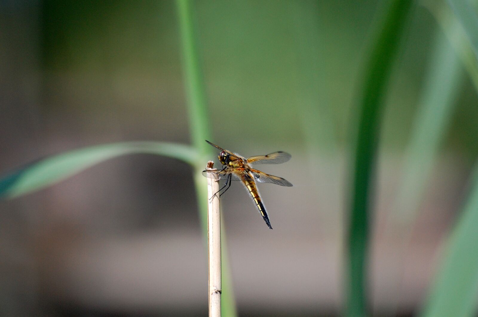 Nikon D40 sample photo. Dragonfly, beetle, nature photography