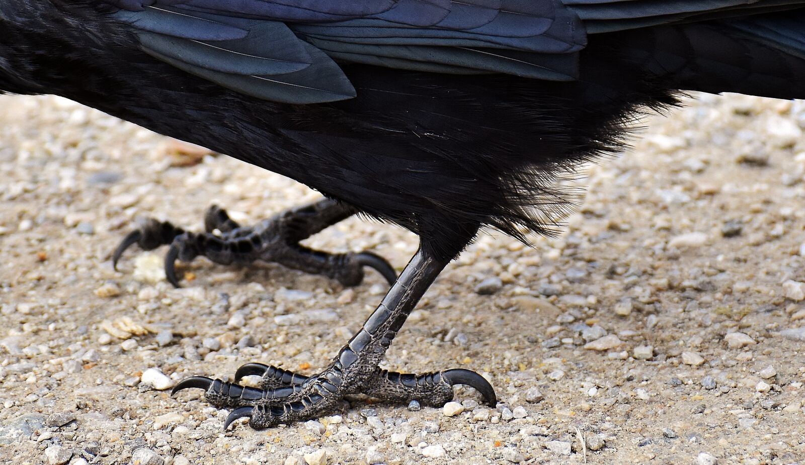 Nikon D7200 sample photo. Common raven, raven, raven photography