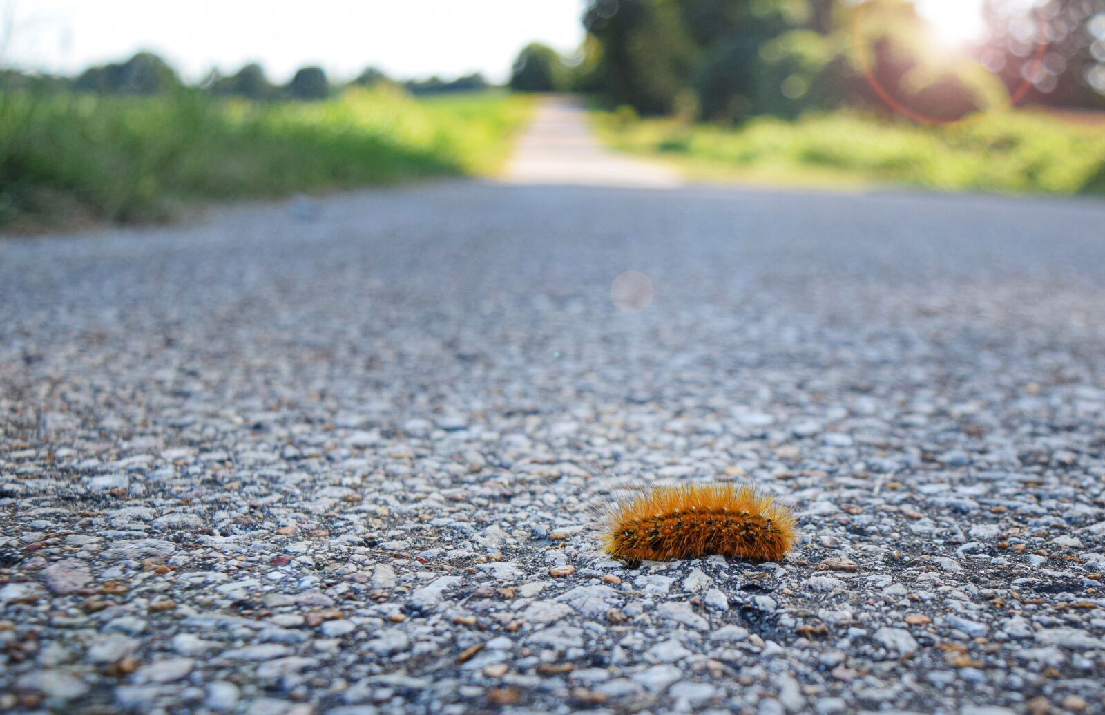 Nikon D5300 sample photo. Caterpillar, insect, nature photography
