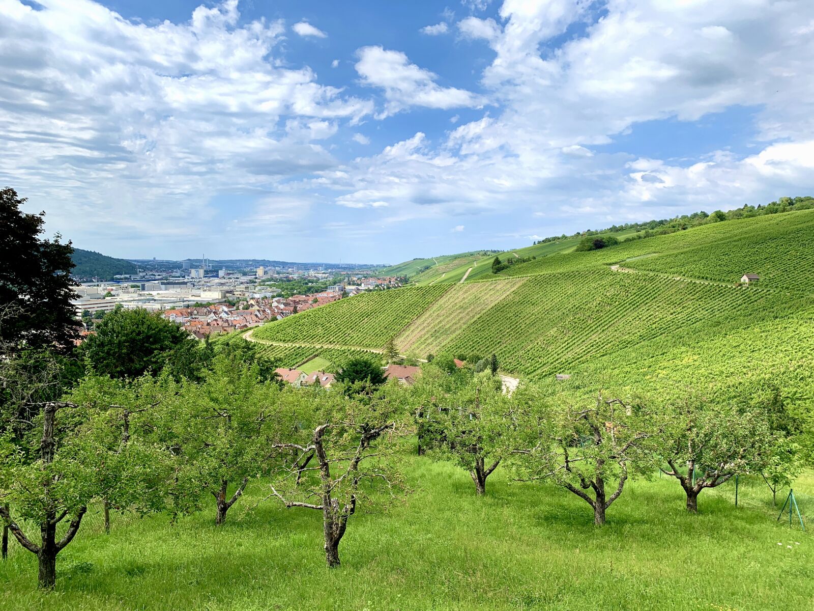Apple iPhone XR sample photo. Stuttgart, wine, hill photography