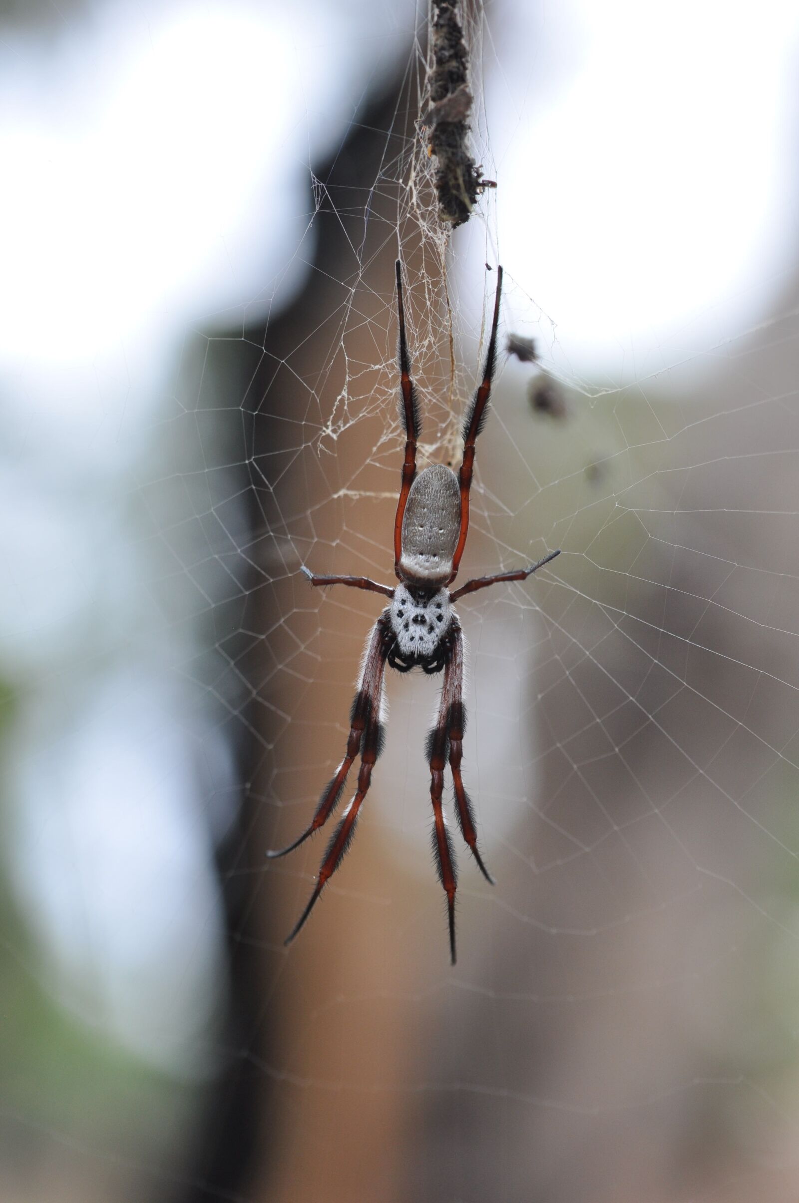 Nikon D90 sample photo. Spider, legs, hairy photography