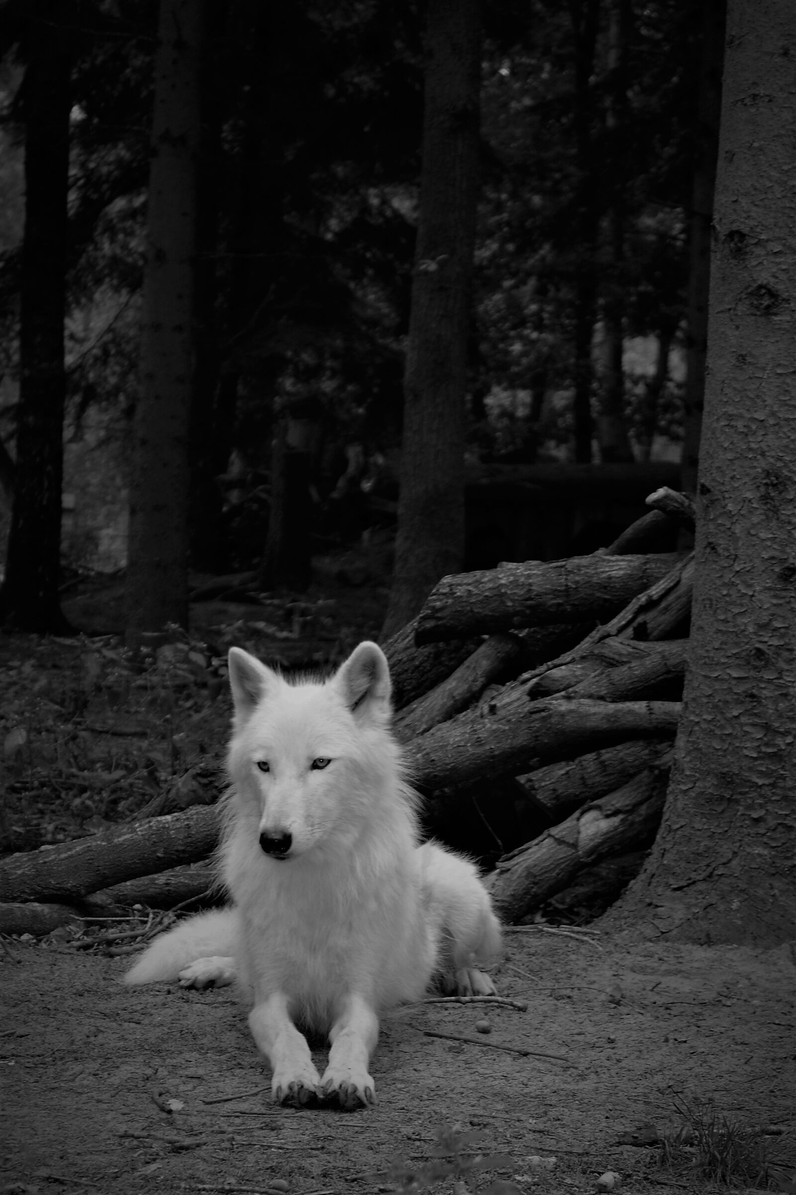 Nikon D5200 sample photo. Wolf, white wolf, mammal photography