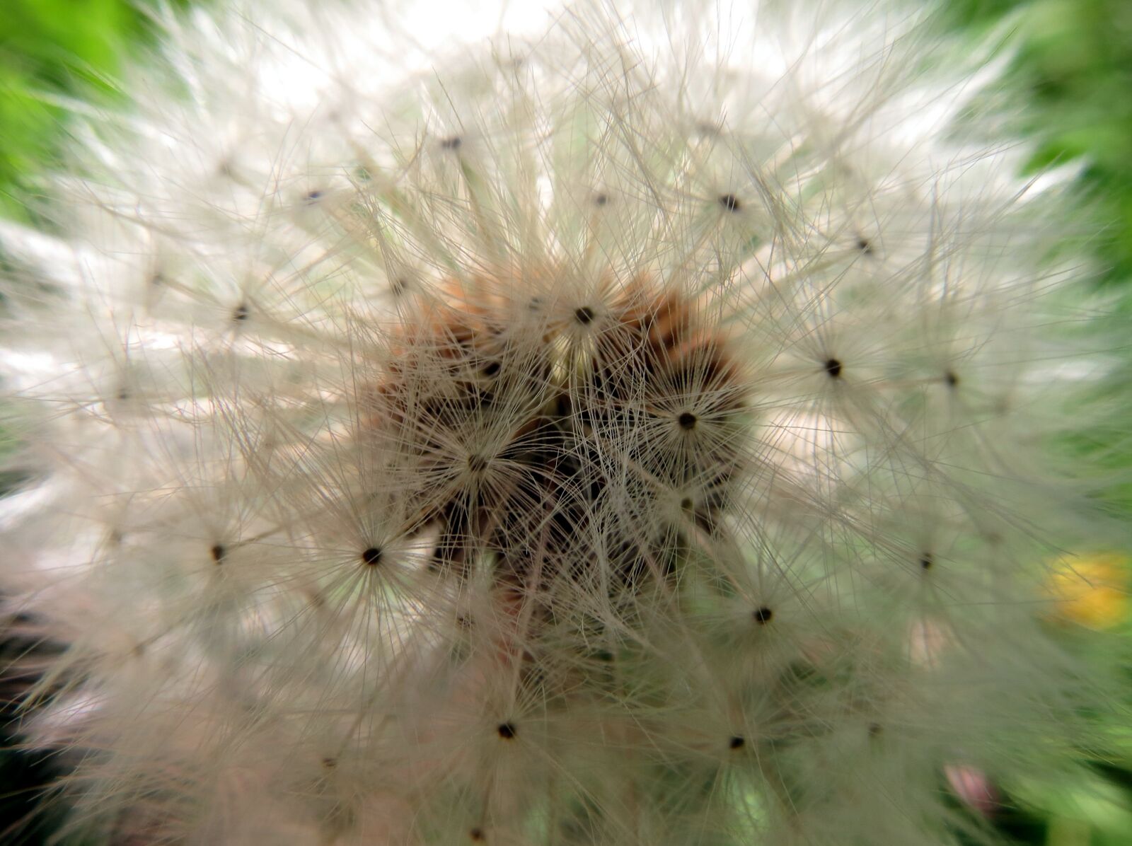 Canon PowerShot SX40 HS sample photo. British, flora, green photography