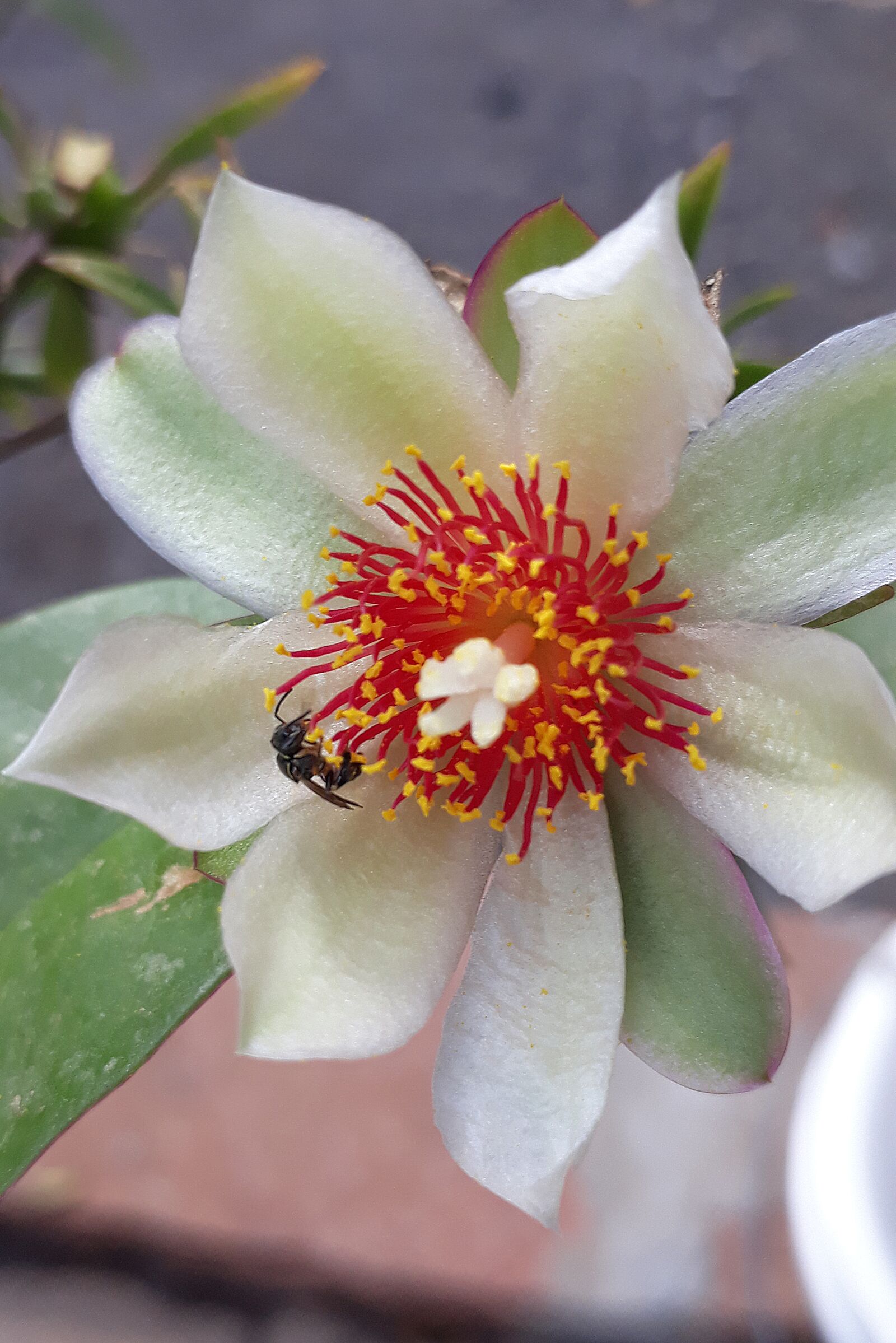 Samsung Galaxy J5 Prime sample photo. Flower, white, flowers photography