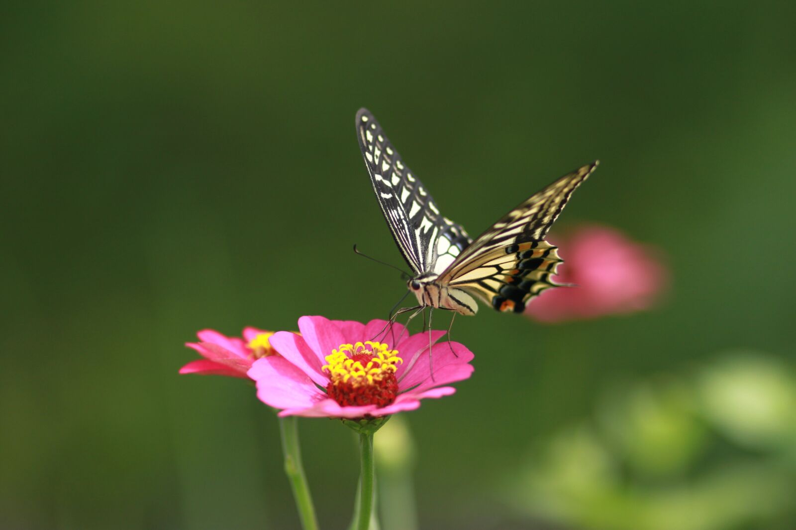 Canon EOS 500D (EOS Rebel T1i / EOS Kiss X3) sample photo. Flowers, butterfly, insects photography