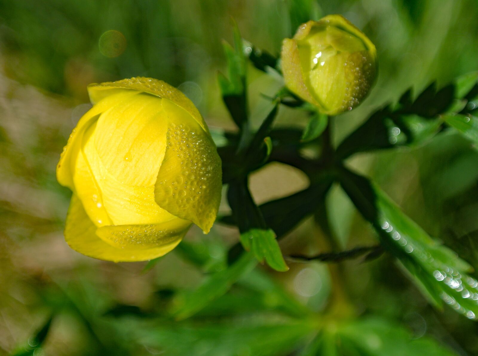 Nikon 1 Nikkor VR 10-30mm F3.5-5.6 sample photo. Globe flower, blossom, bloom photography