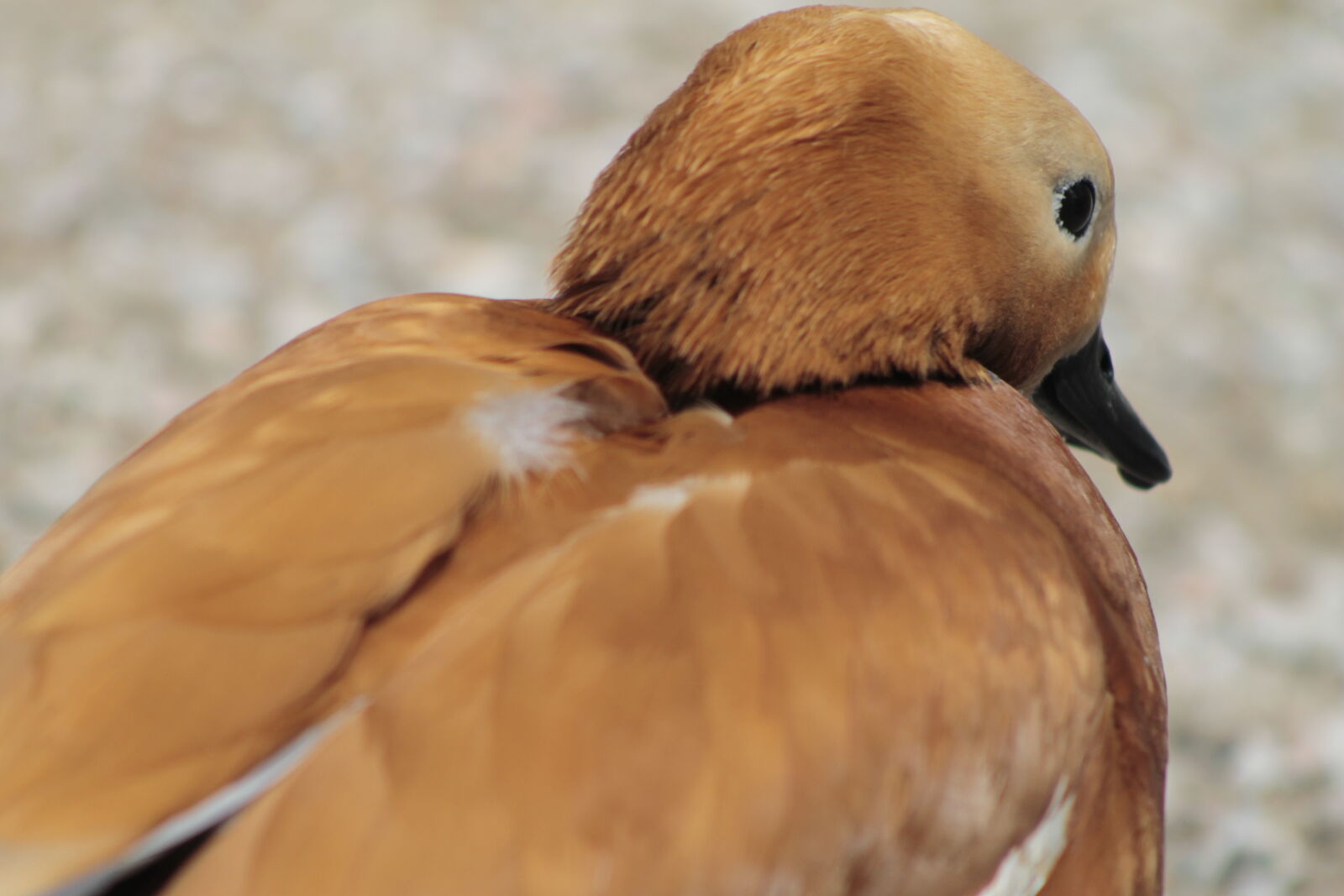 Canon EOS 1100D (EOS Rebel T3 / EOS Kiss X50) + Canon EF 75-300mm f/4-5.6 USM sample photo. Brown, duck photography