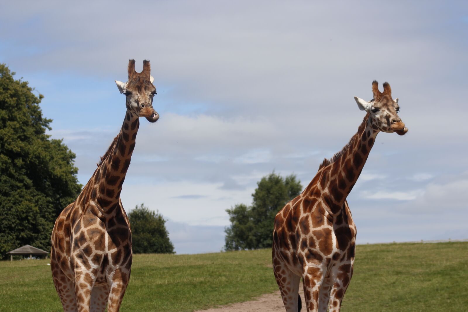 Canon EF 75-300mm f/4-5.6 USM sample photo. Giraffe, park, wildlife photography