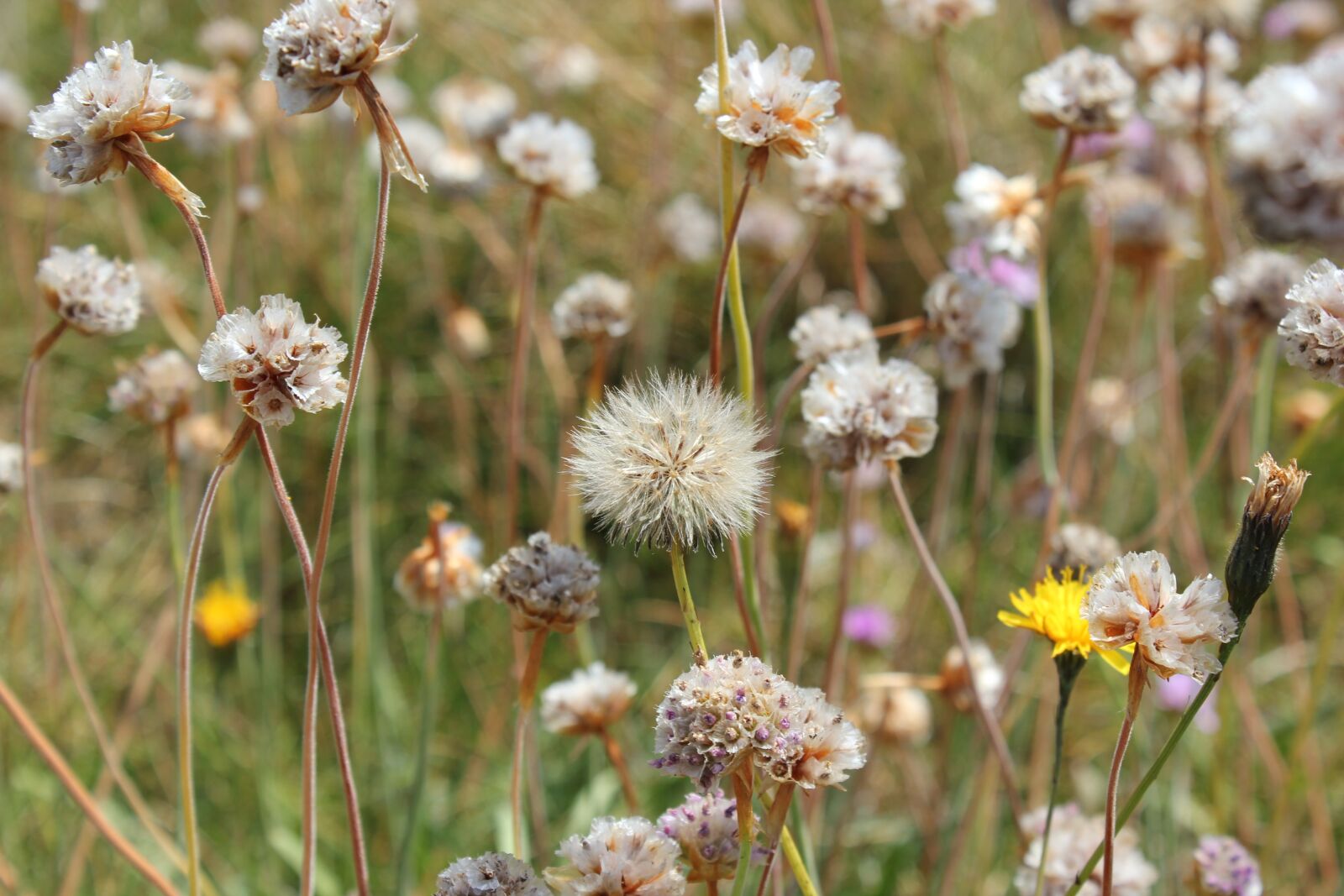 Canon EOS 550D (EOS Rebel T2i / EOS Kiss X4) sample photo. Wild flowers, ile, brittany photography