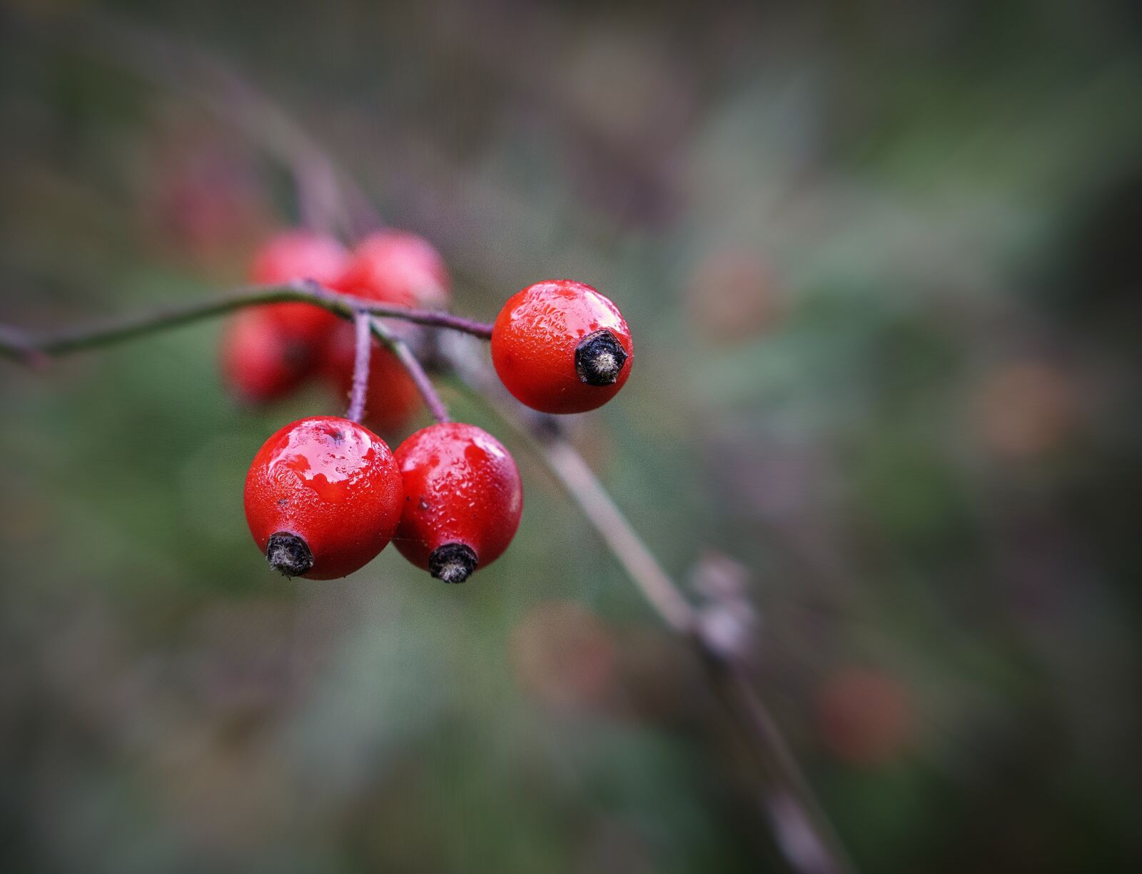 Sony a6000 sample photo. Berries, red, grow up photography