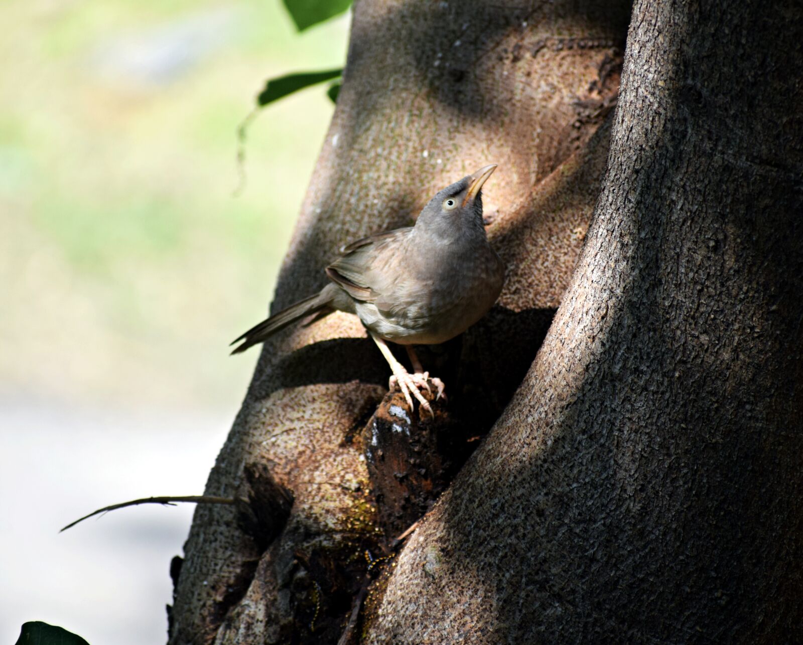 Nikon D3300 sample photo. Bird, nature, sitting photography