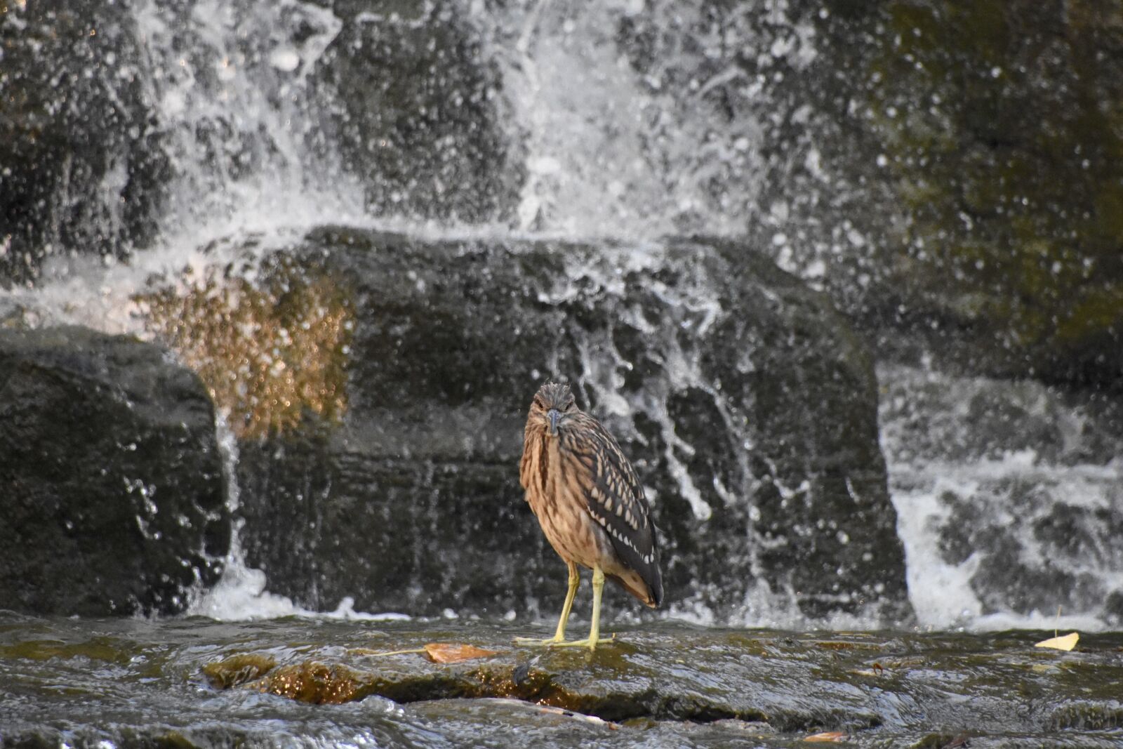 Nikon D7200 sample photo. Grey heron, birds, falls photography