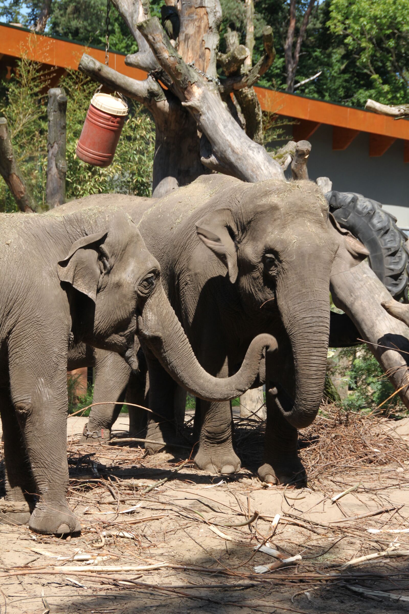 Canon EOS 500D (EOS Rebel T1i / EOS Kiss X3) sample photo. Zoo, elephant, during the photography