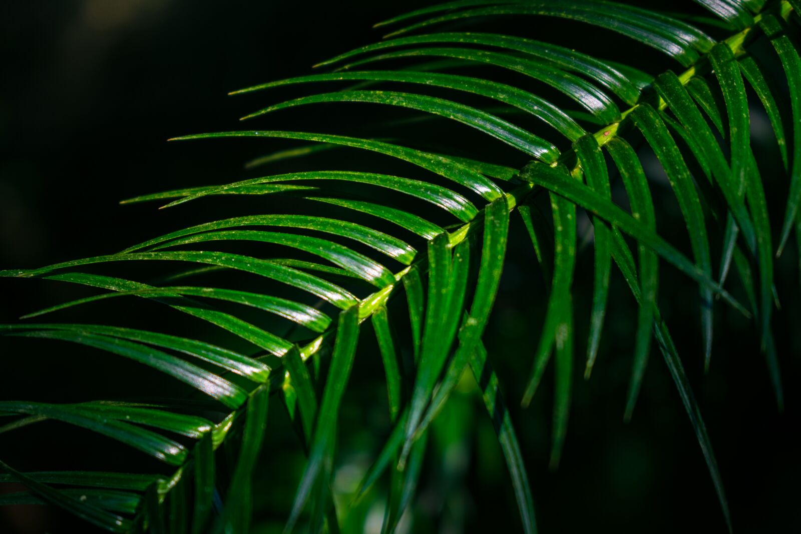 Nikon D3400 sample photo. Leaf, nature, plant photography