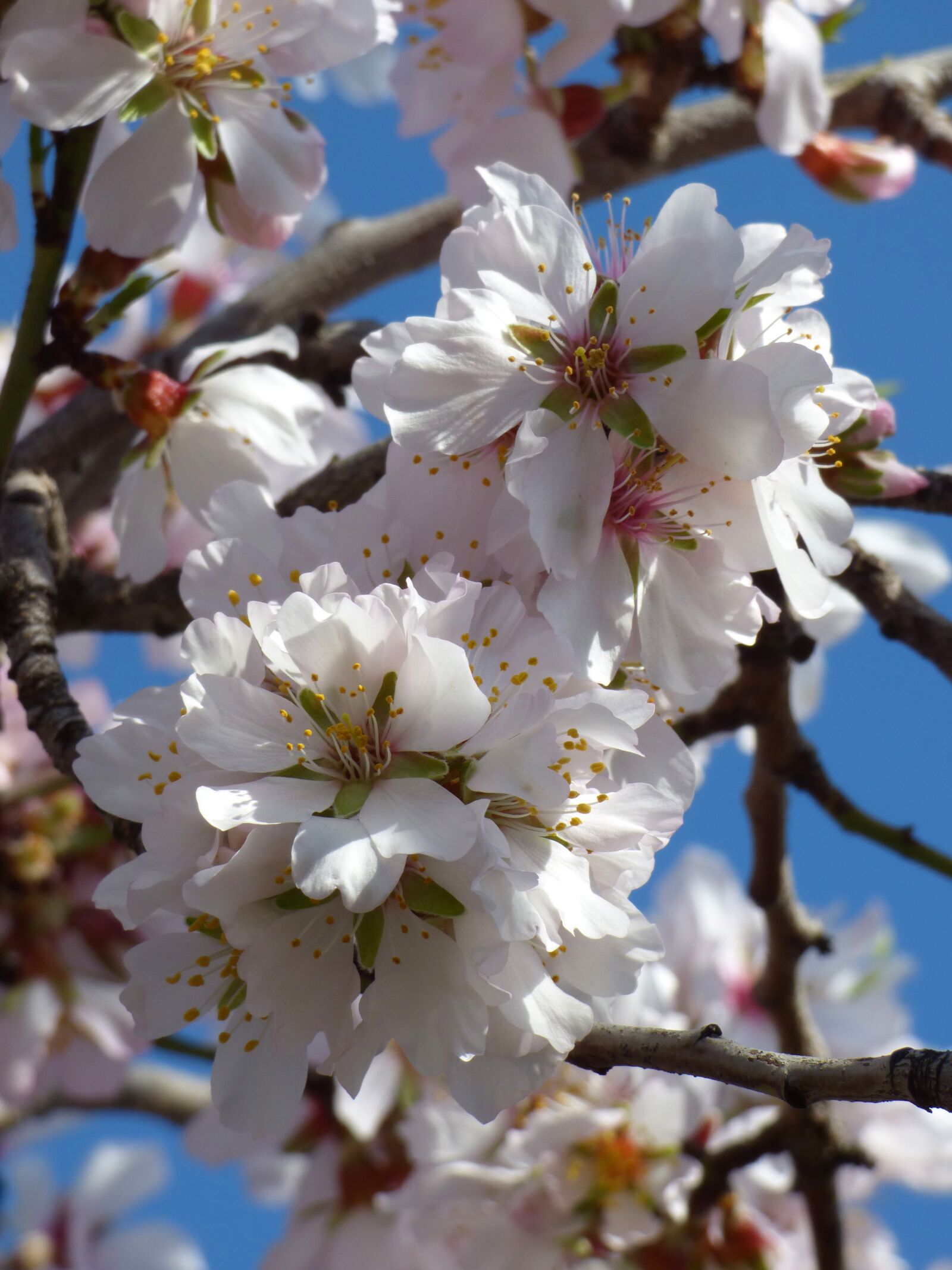 Panasonic Lumix DMC-FZ70 sample photo. Almond tree in blossom photography