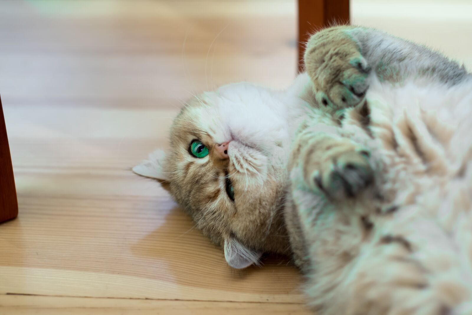 Fujifilm X-T10 sample photo. Animals, charming, mammals photography