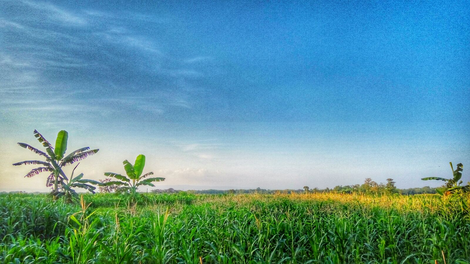 Xiaomi Redmi Note 3 sample photo. Rice, fields, scenery, village photography