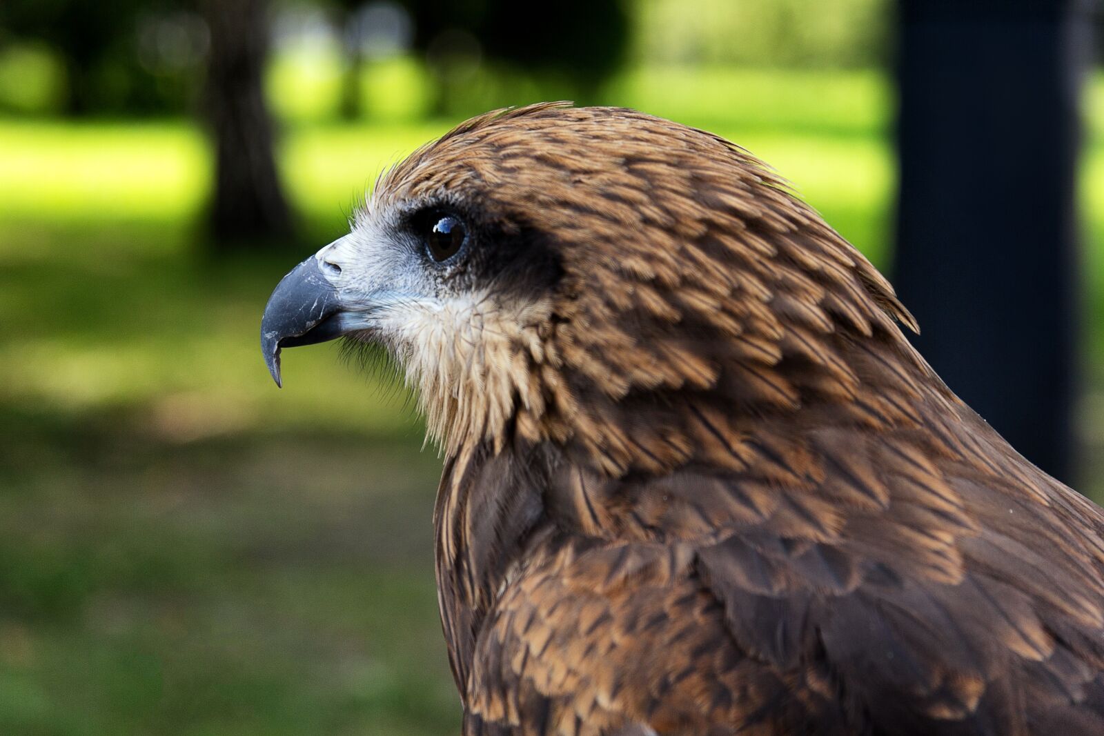 Canon EF-S 17-85mm F4-5.6 IS USM sample photo. Living nature, nature, bird photography