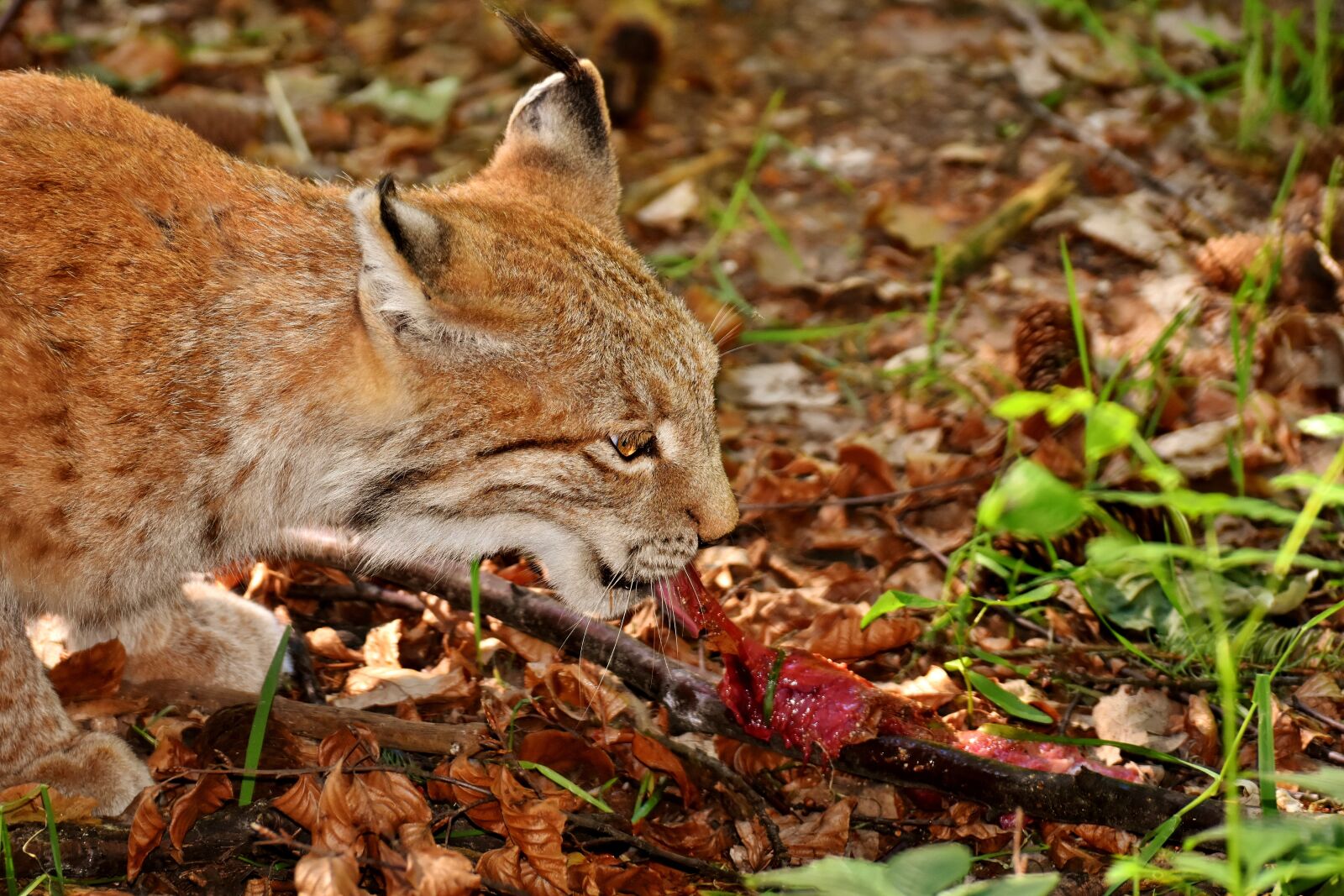 Nikon D7200 sample photo. Lynx, wild animal, dangerous photography