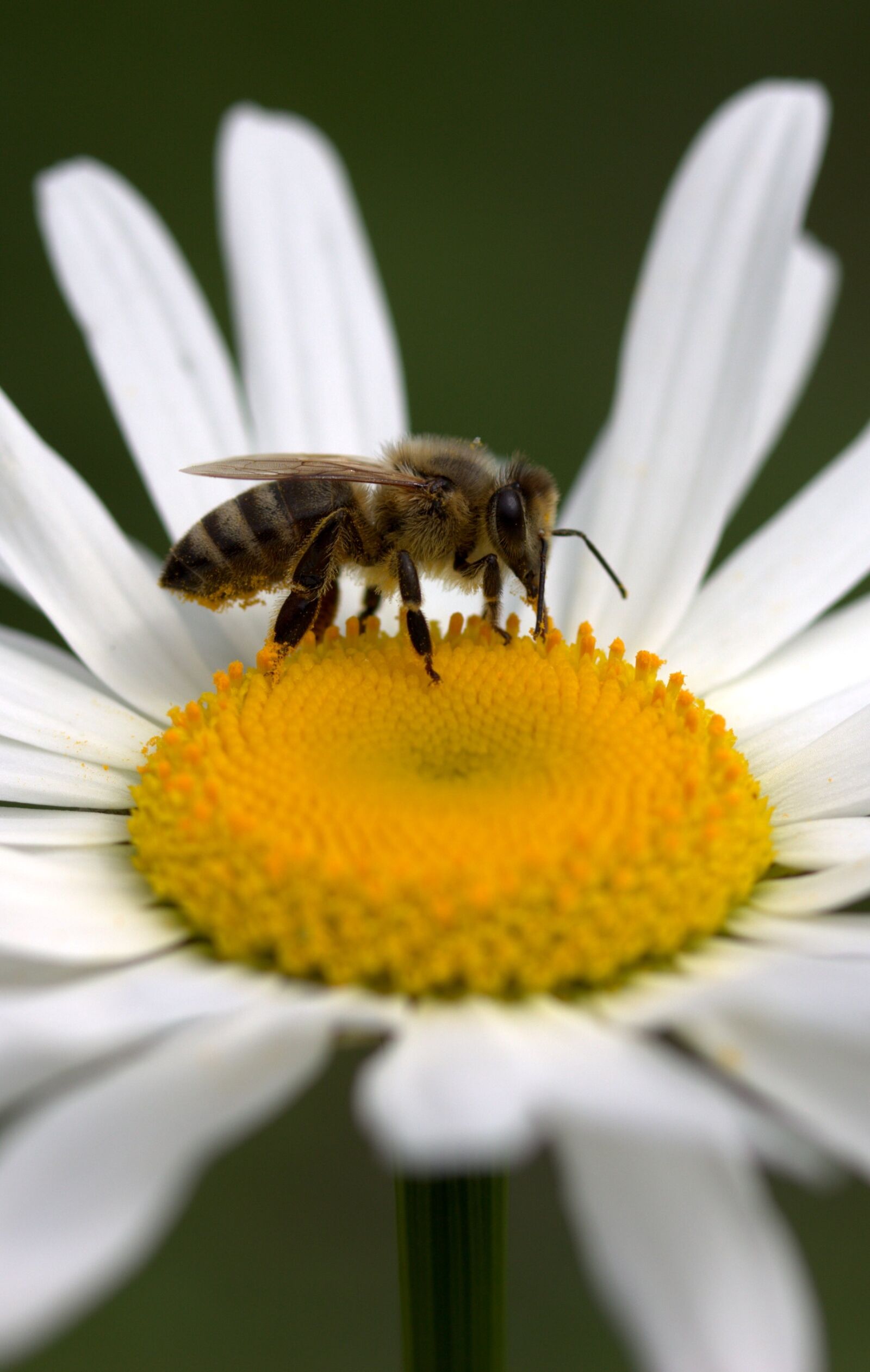 Canon EF-S 60mm F2.8 Macro USM sample photo. Bee, daisy, pollen photography