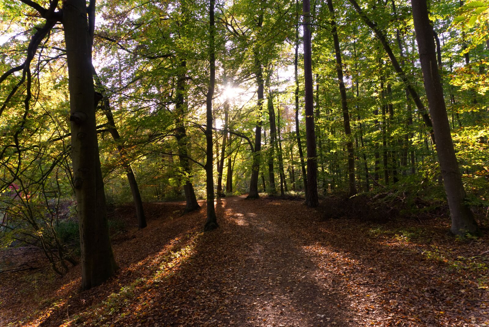 Sony a6000 sample photo. Forest, tree, away photography