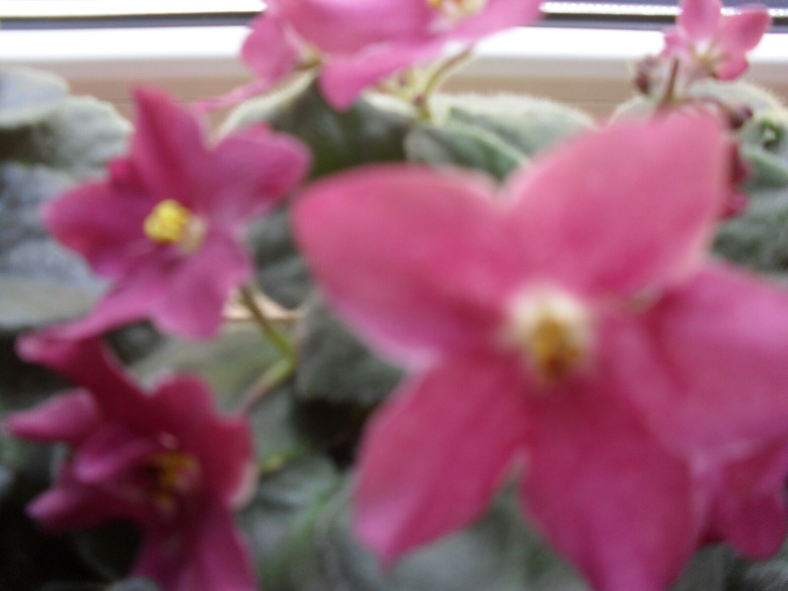 Samsung ES60 / VLUU ES60 /  SL105 /  ES63 sample photo. Pink, potted, violet photography