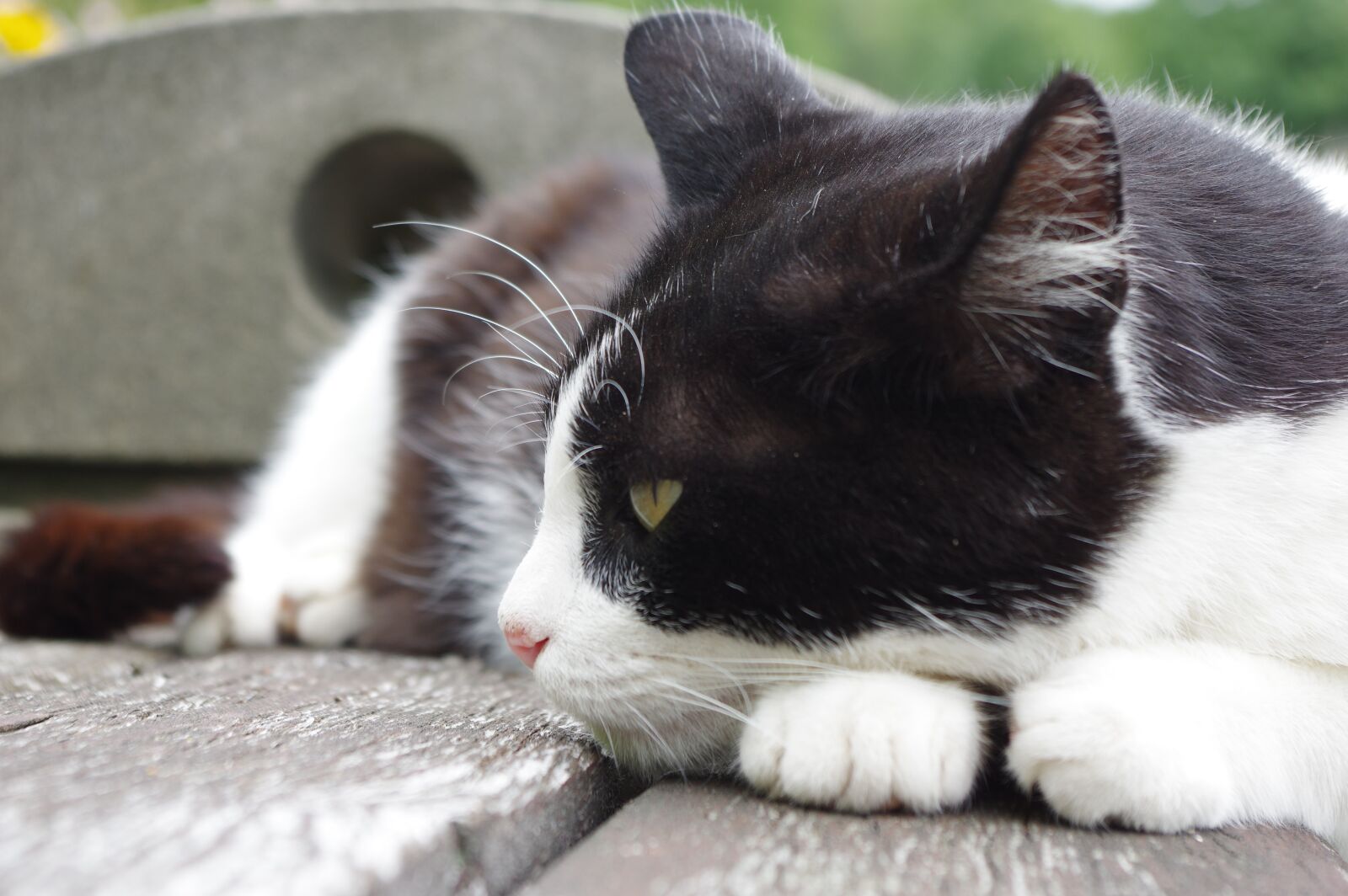 Pentax K-3 sample photo. Cat, sleep, rest photography