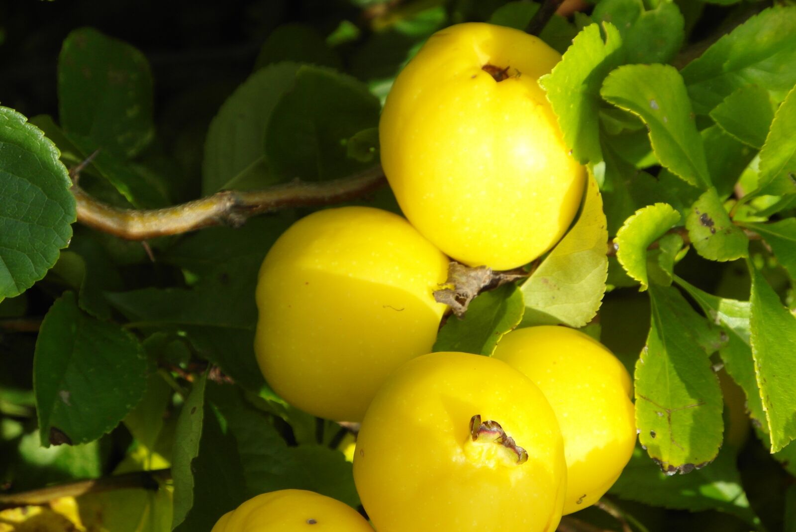 Samsung WB750 sample photo. Quince decorative, poland lemon photography