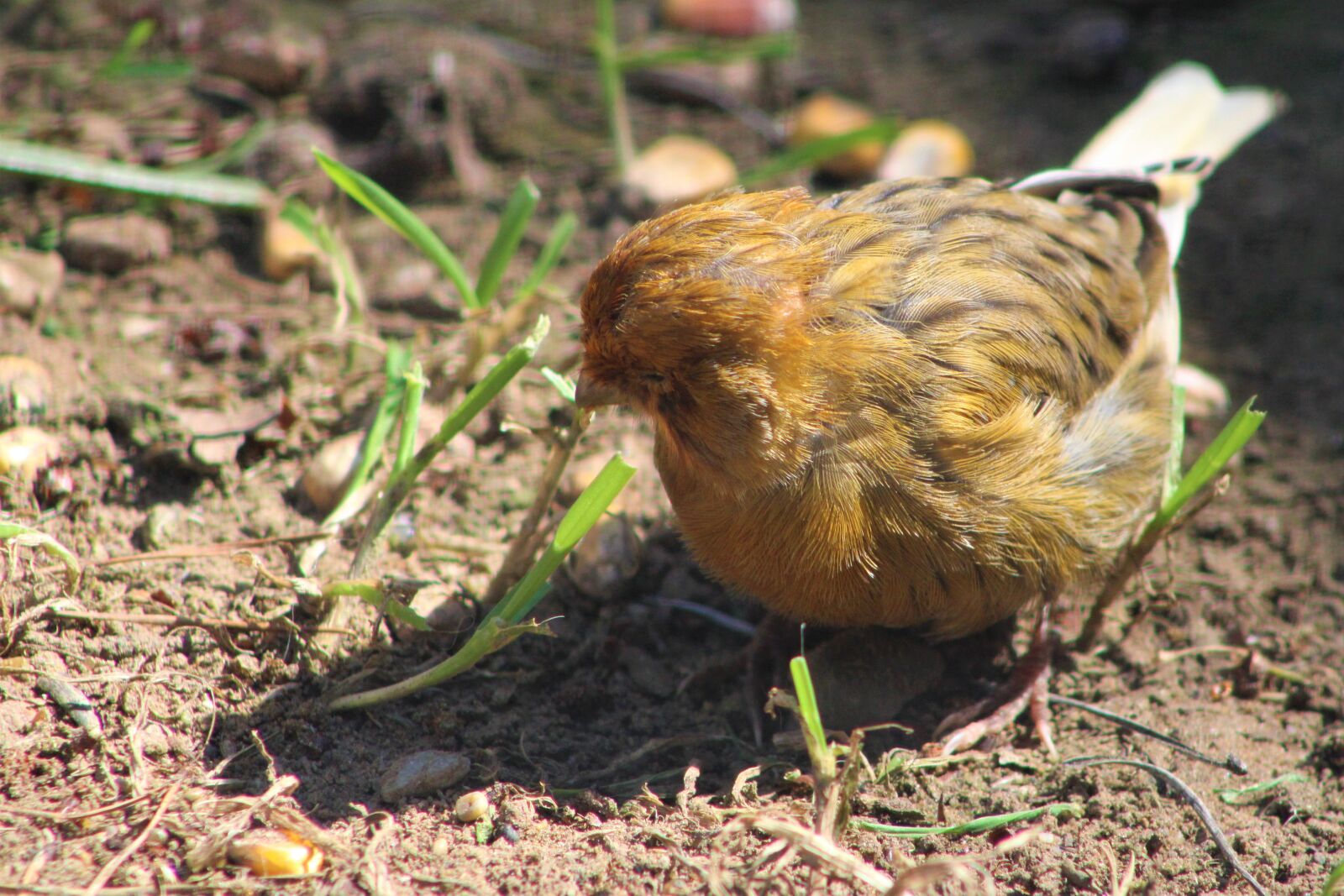 Canon EOS 2000D (EOS Rebel T7 / EOS Kiss X90 / EOS 1500D) sample photo. Bird, eat, corn photography