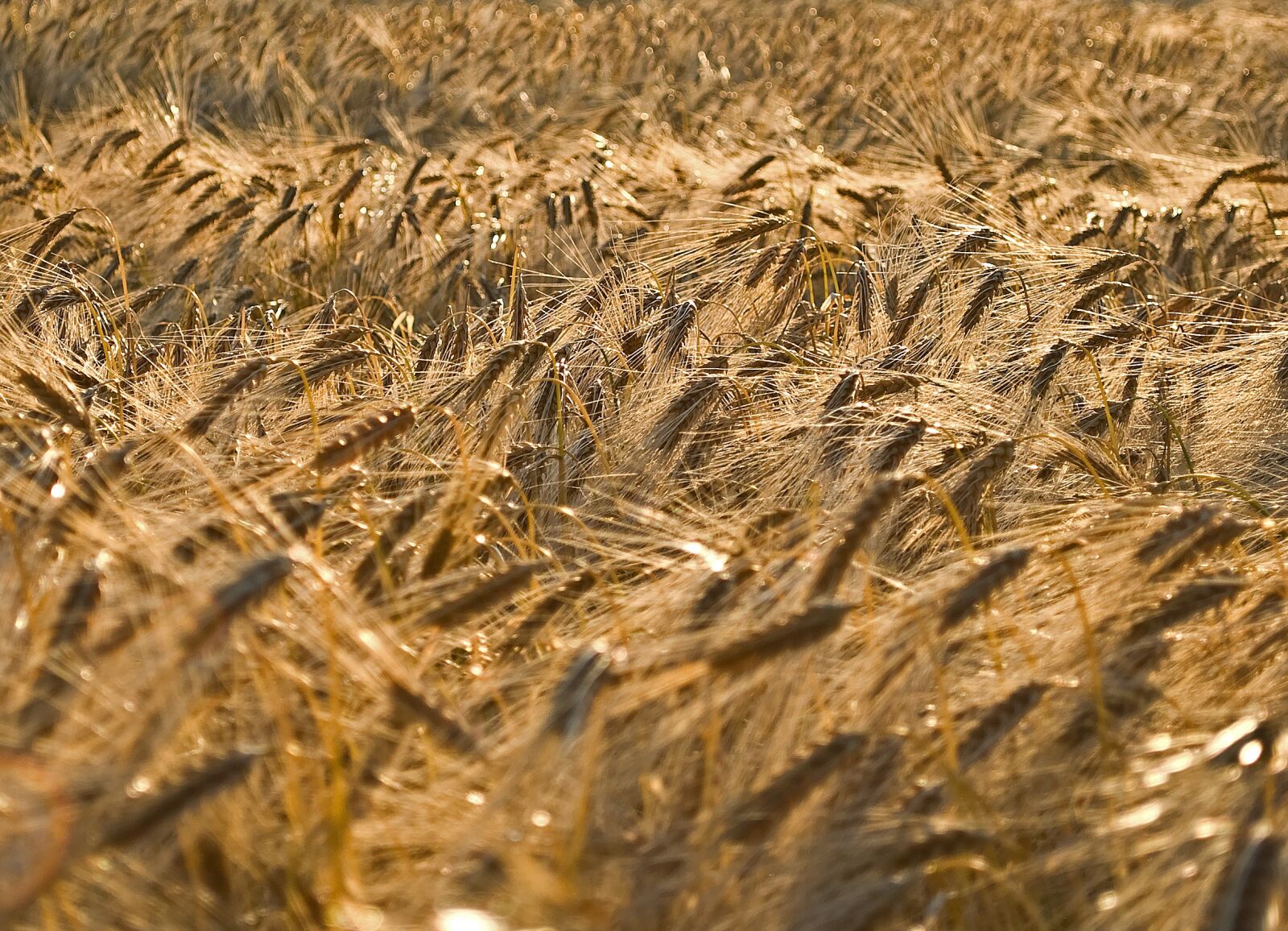 Nikon D80 sample photo. Grain, field, cereals photography