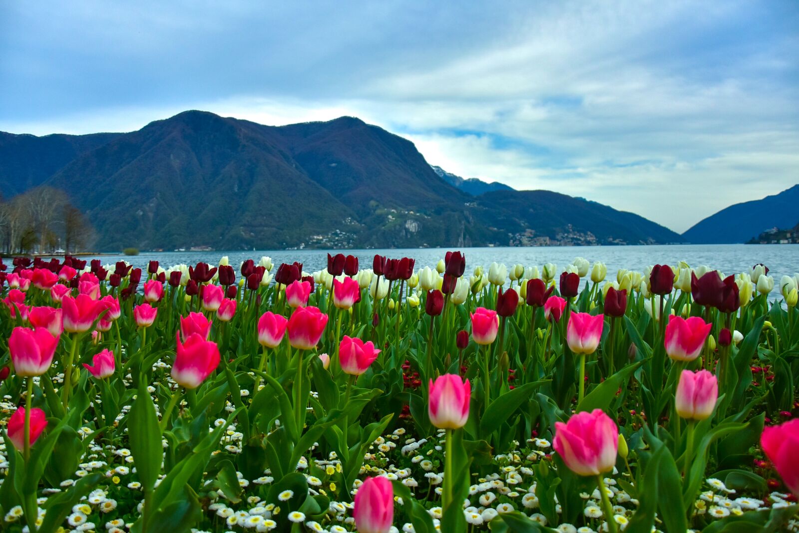 Nikon D7200 sample photo. Switzerland, flowers, park photography