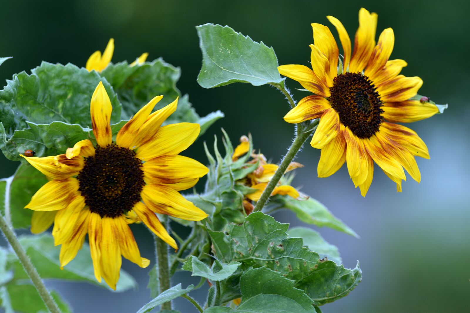Nikon D3400 sample photo. Sunflower, flower, garden photography
