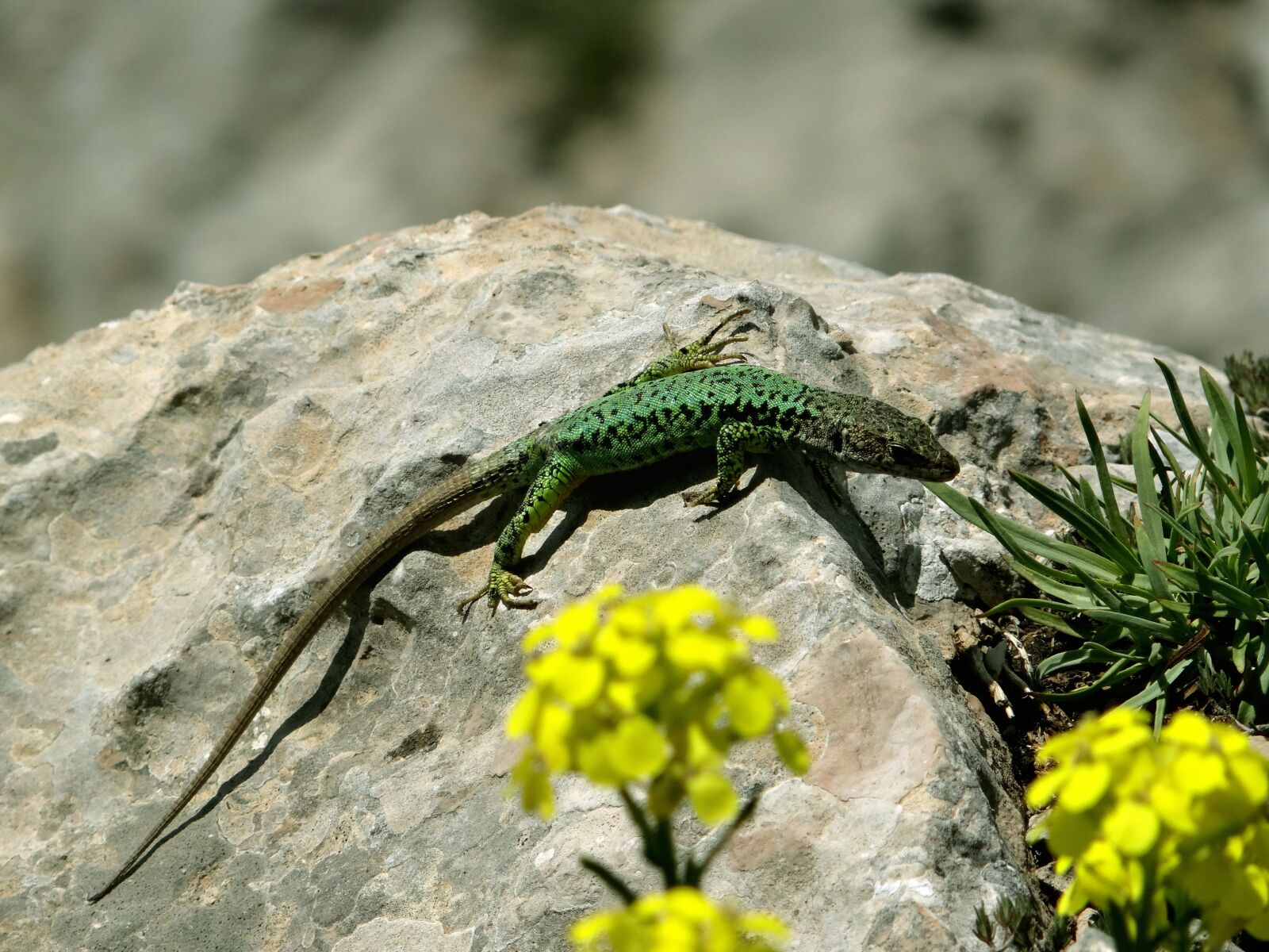 Sony DSC-HX200V sample photo. Nature, lizard, stone photography