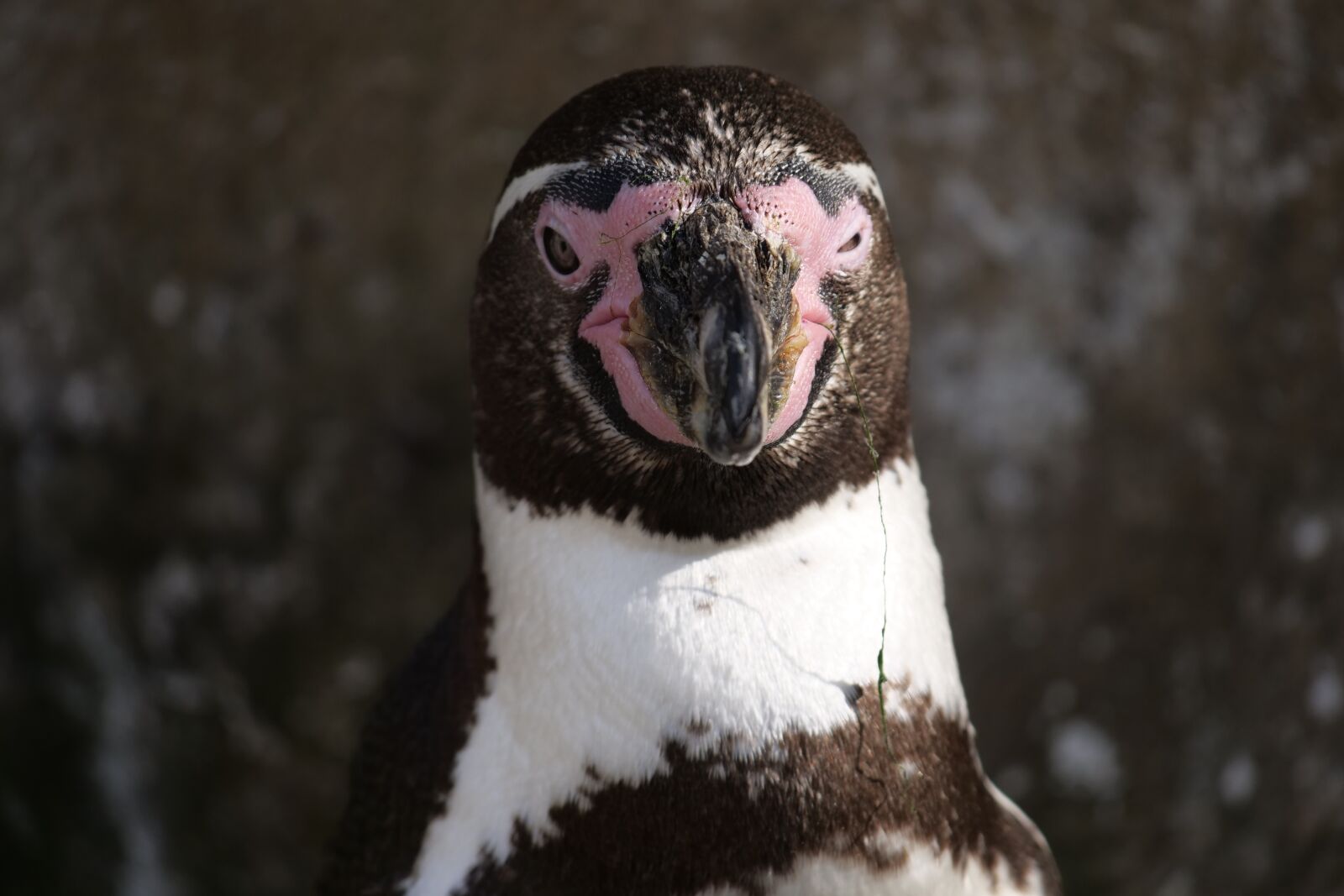 Panasonic Lumix DC-G9 sample photo. Animals, animal world, penguin photography