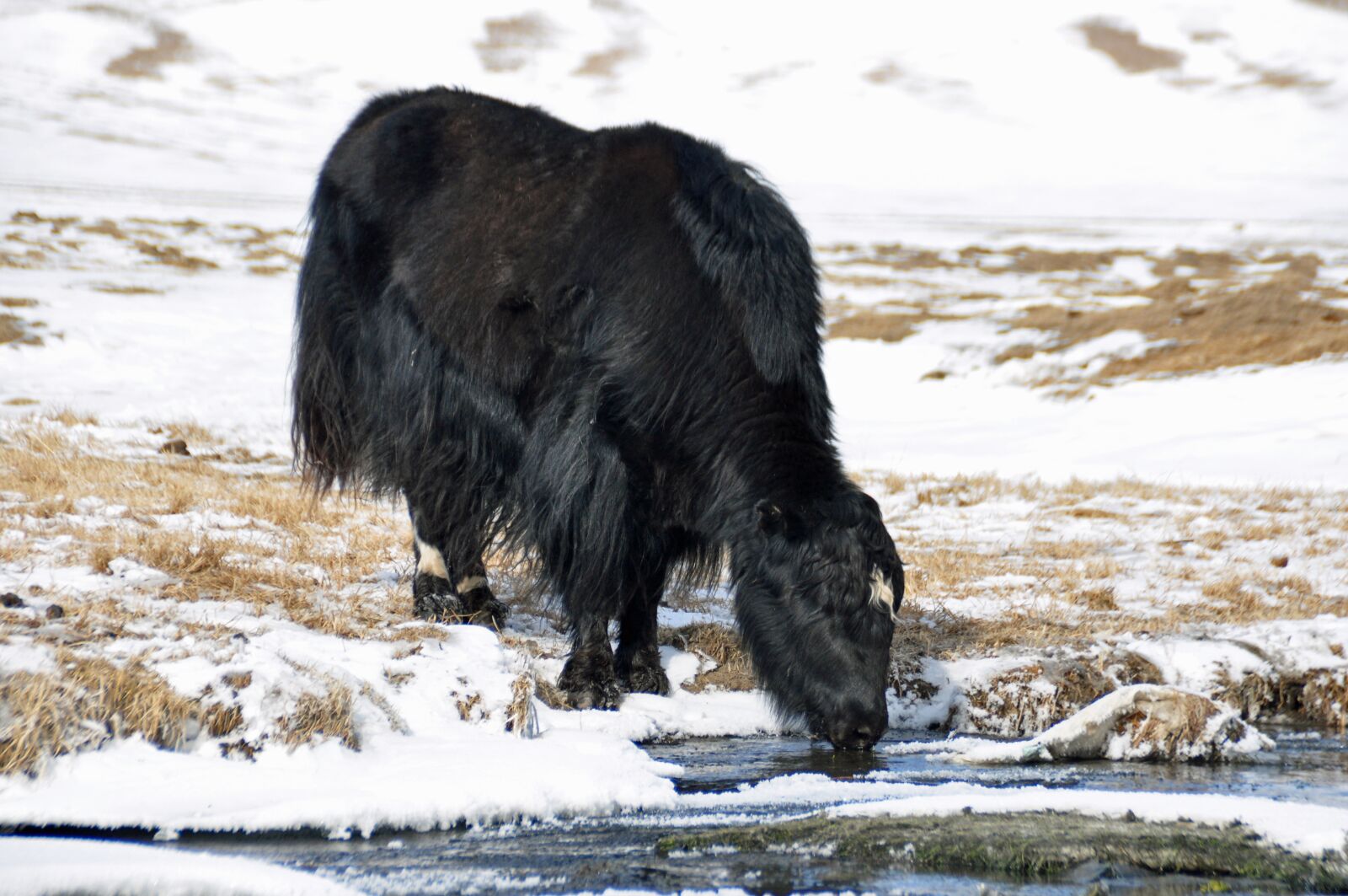 Nikon D90 sample photo. Yak, nature, snow photography