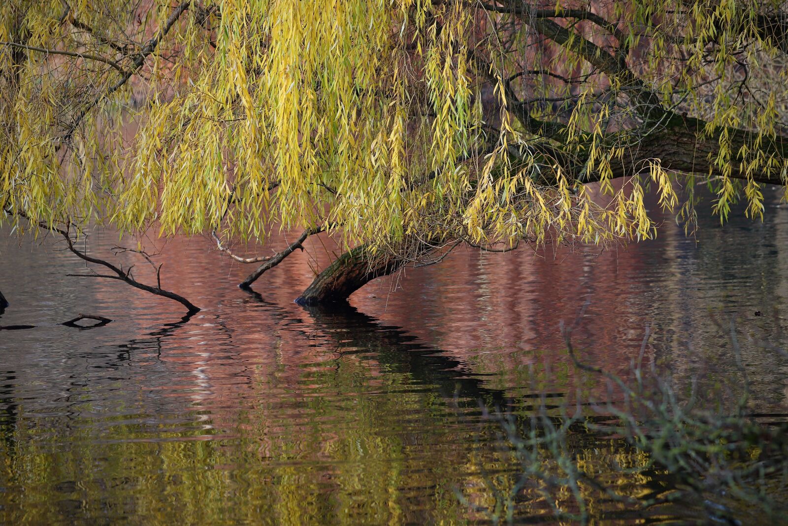 Canon EOS 800D (EOS Rebel T7i / EOS Kiss X9i) sample photo. H ngeweide, weeping willow photography
